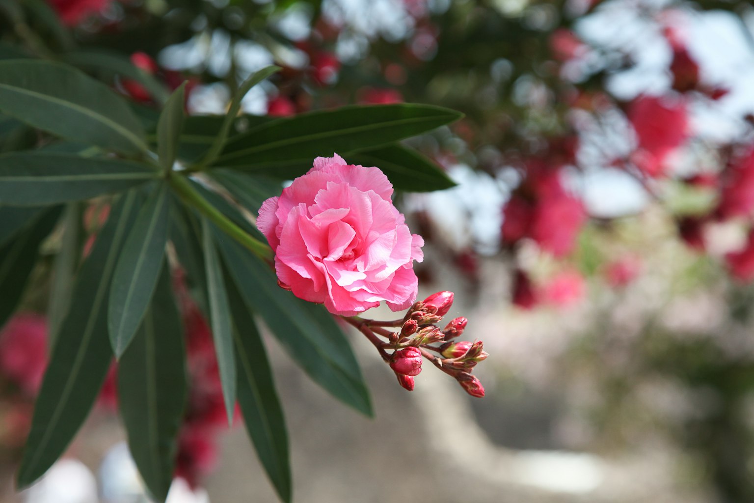 Primo piano di un fiore di oleandro rosa brillante con foglie verdi