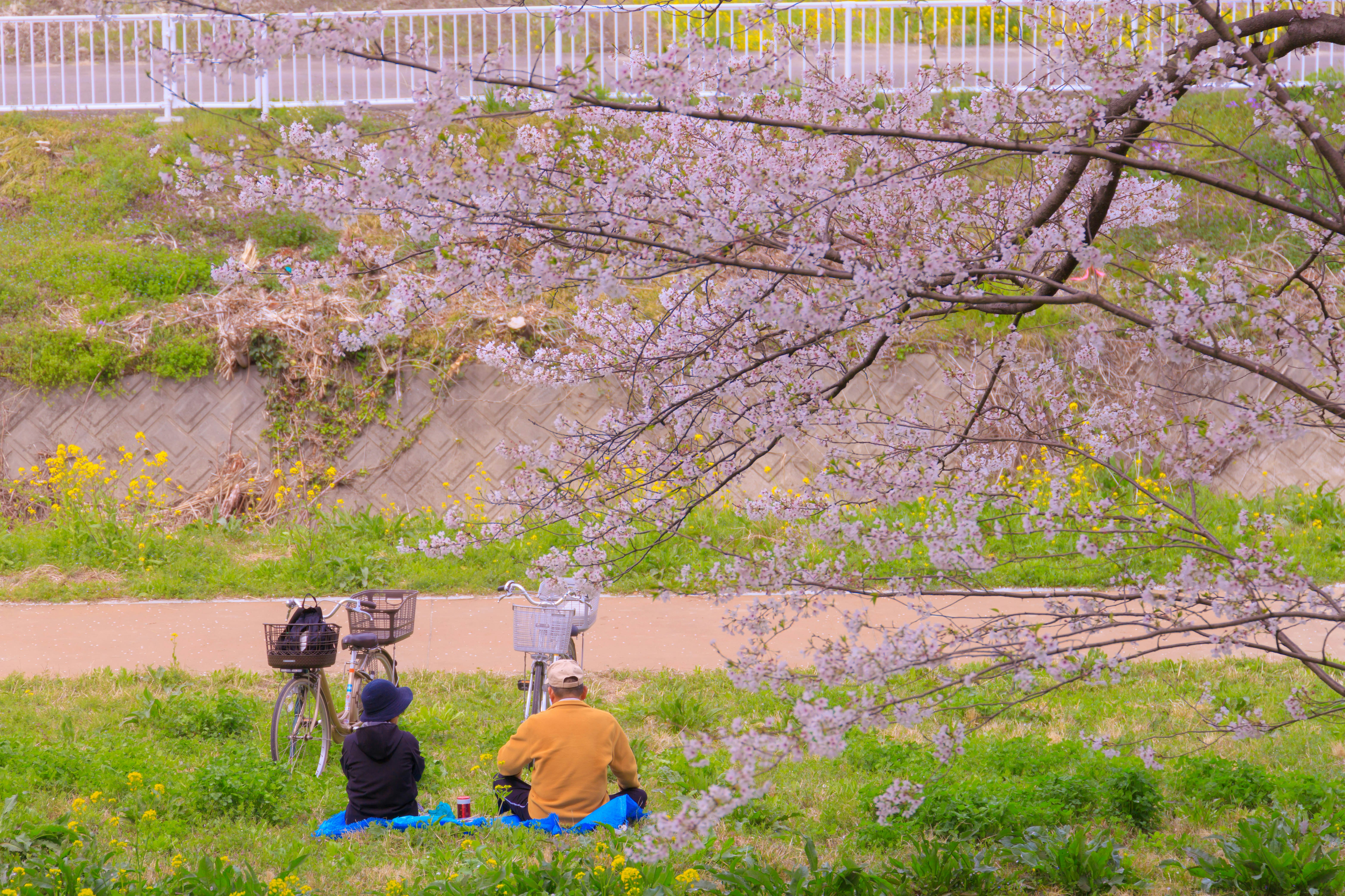 People sitting on a bench with bicycles under cherry blossoms