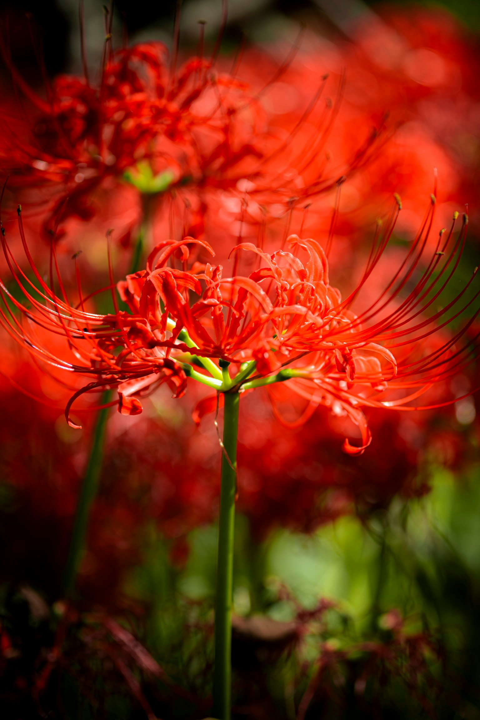 Lys araignées rouges vibrants en fleurs dans un environnement luxuriant