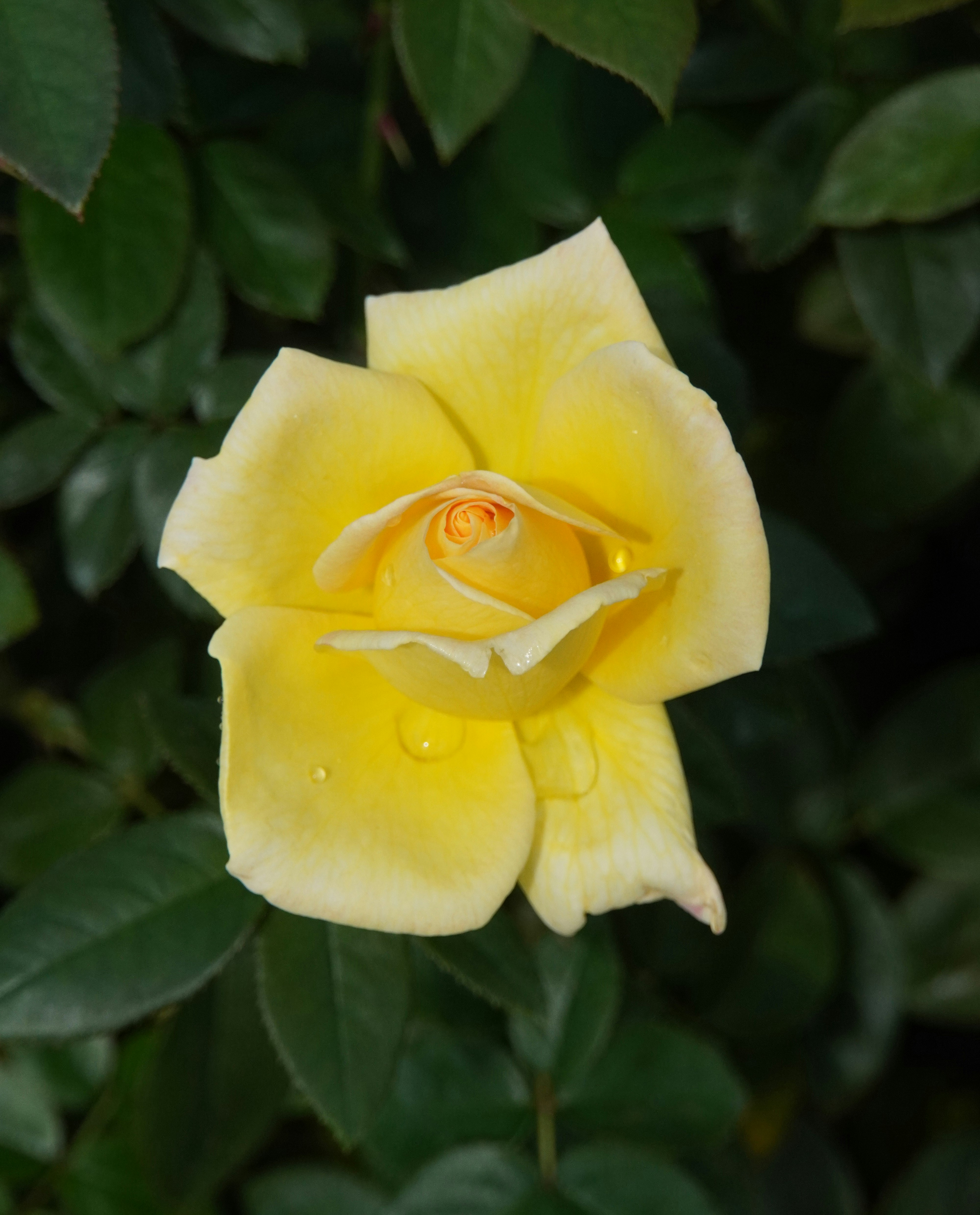 緑の葉に囲まれた黄色いバラの花