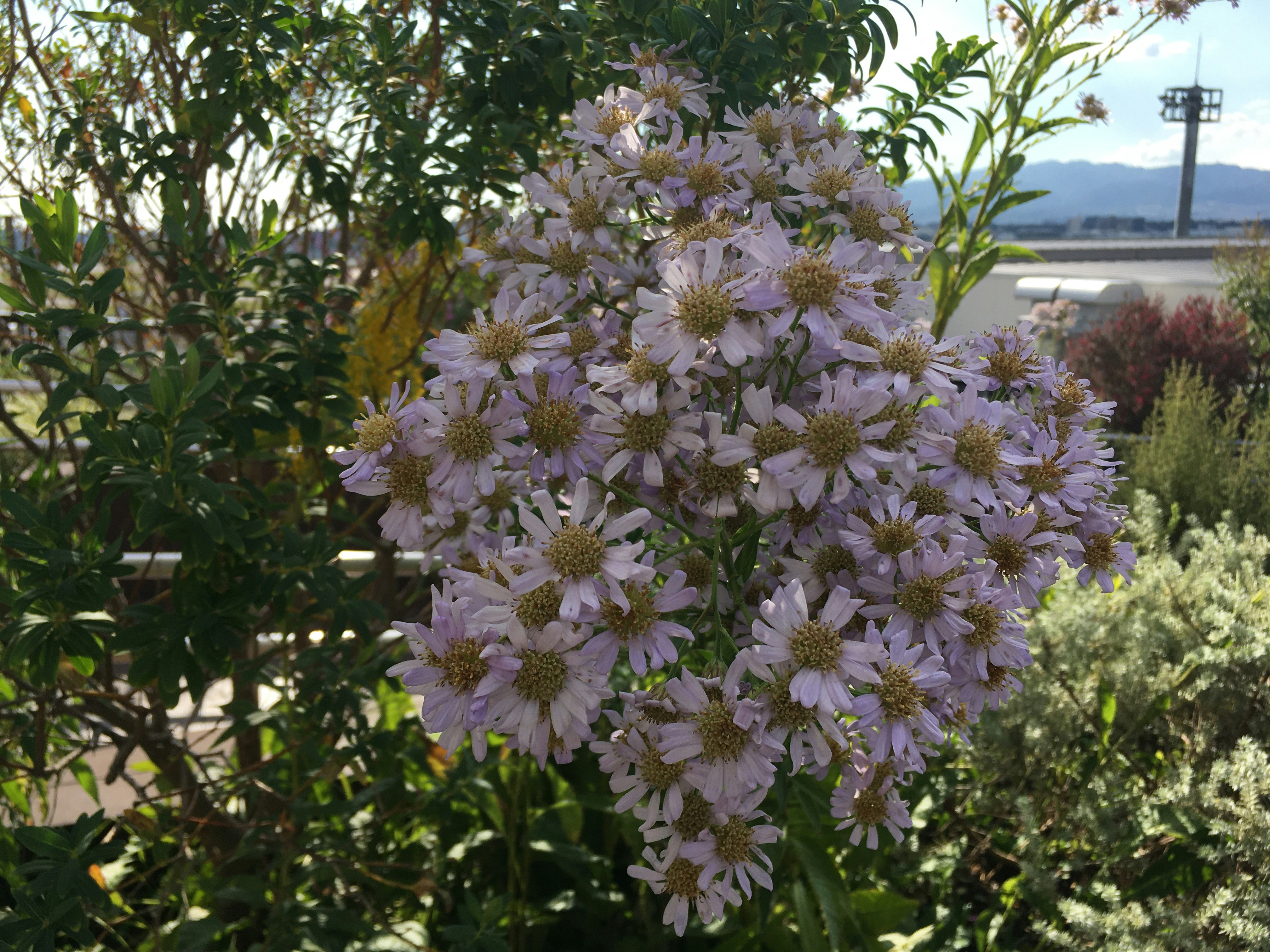 庭の紫の花が咲く花壇の風景