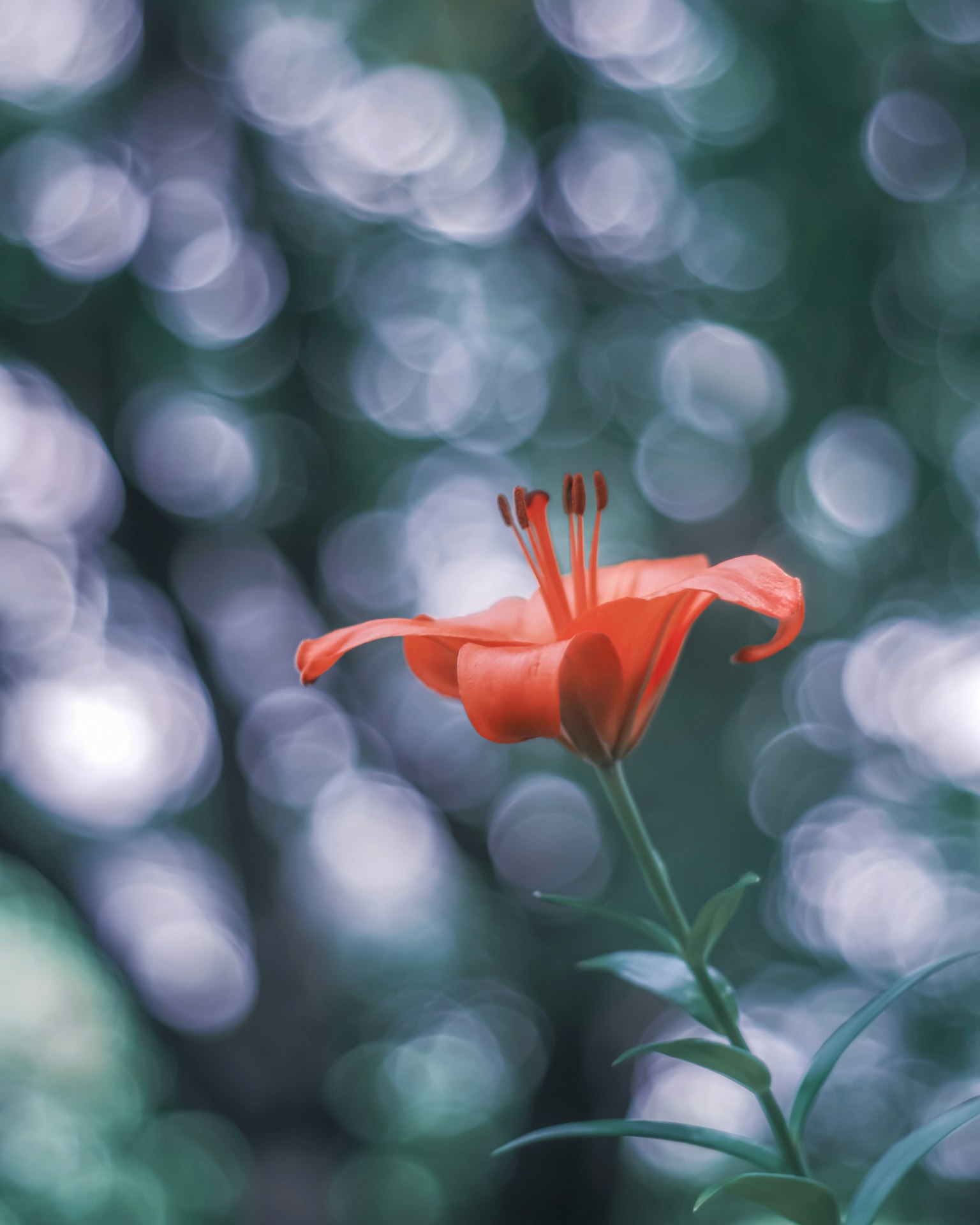 Lebendige orange Blume blüht vor einem sanften Bokeh-Hintergrund