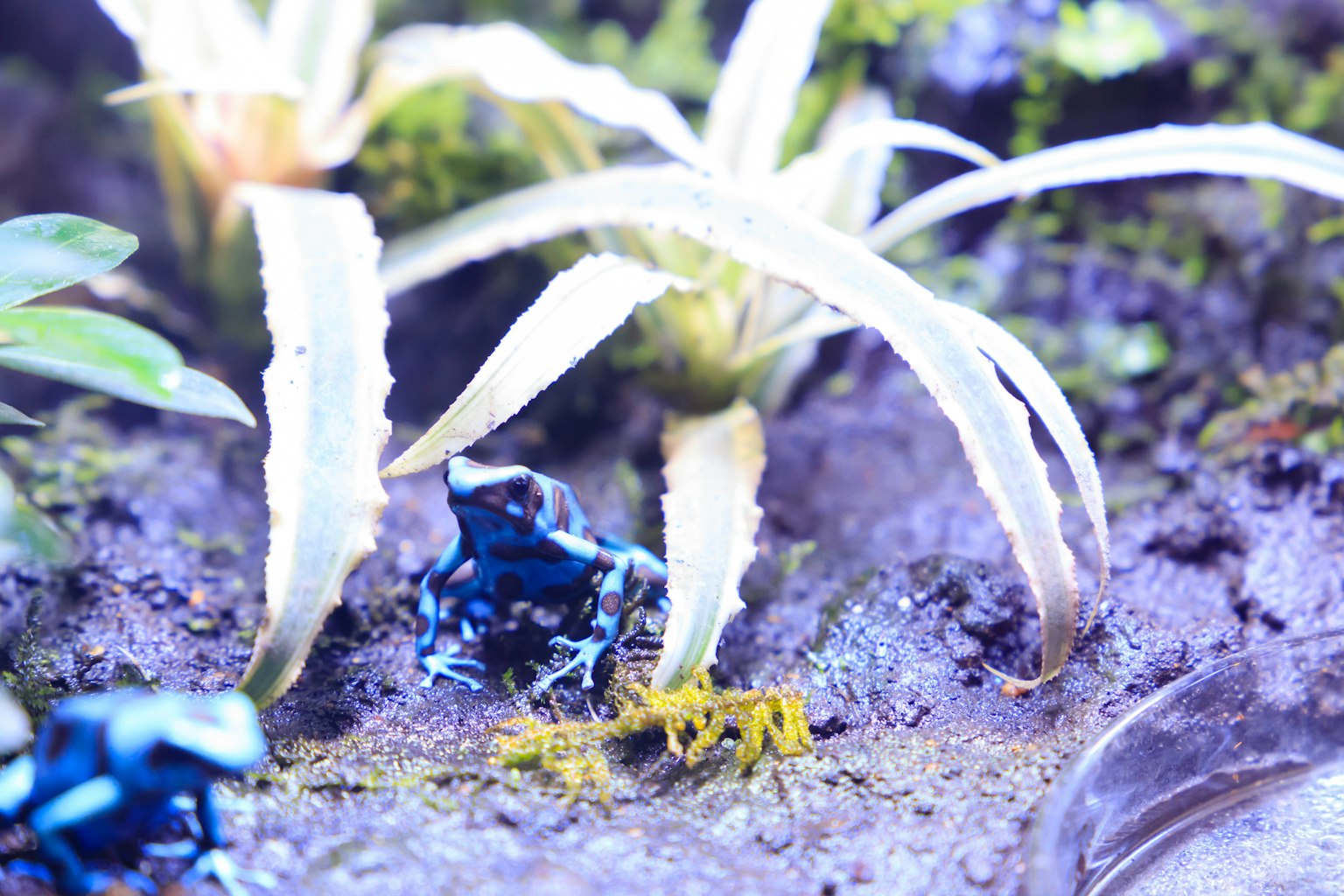Blaue Pfeilgiftfrösche zwischen tropischen Pflanzen in einer feuchten Umgebung