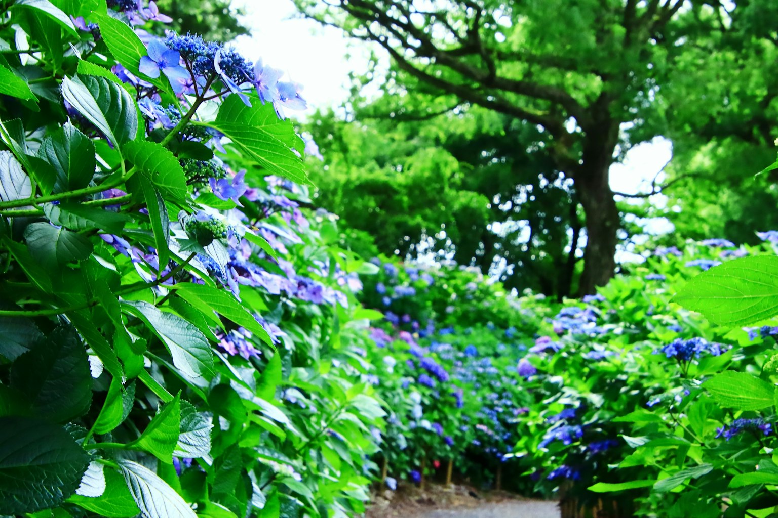 ทางเดินที่มีชีวิตชีวาล้อมรอบด้วยใบไม้สีเขียวสดและกลุ่มดอกไม้สีน้ำเงิน-ม่วง