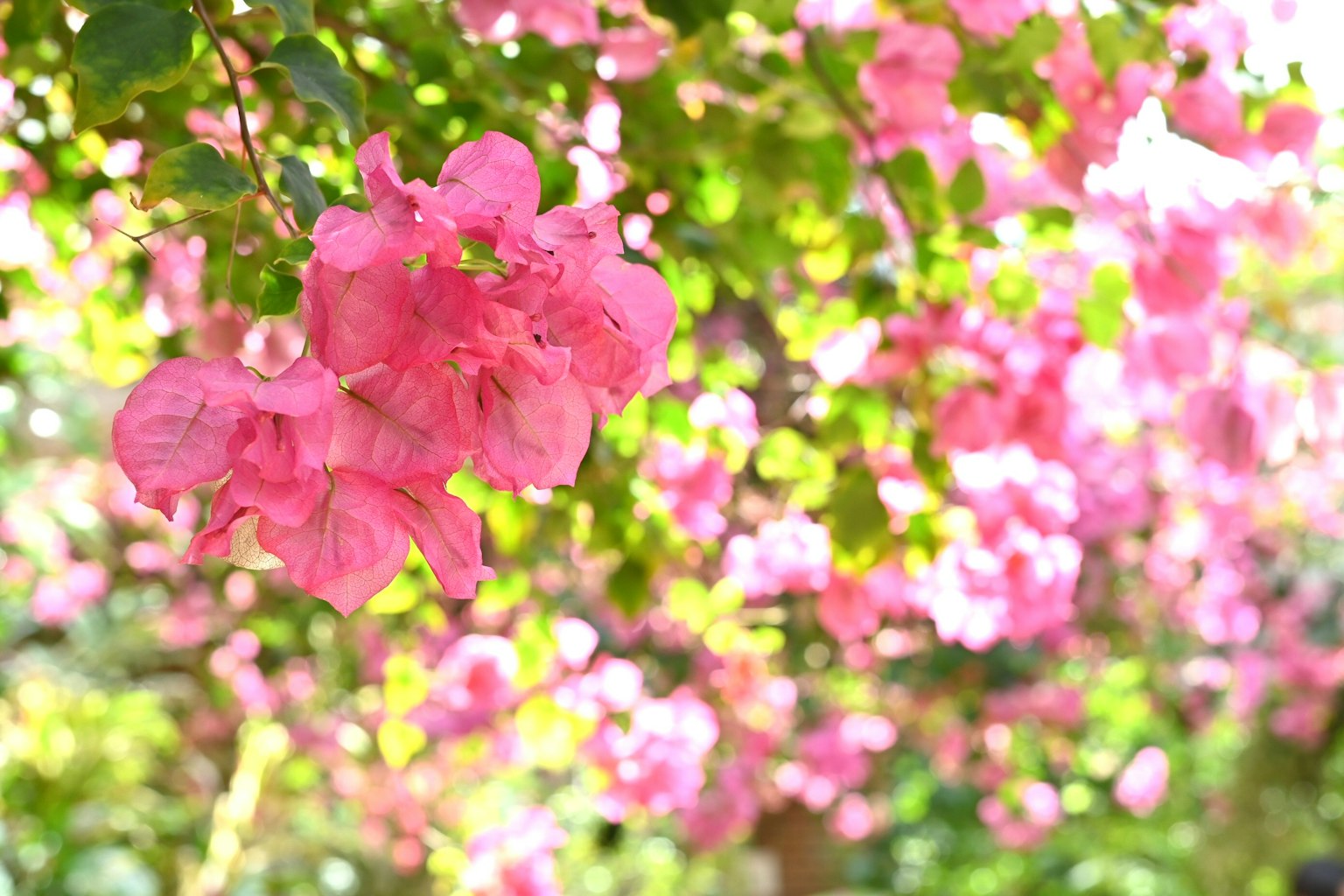 Fiori di bougainvillea rosa vibranti che sbocciano con uno sfondo sfocato