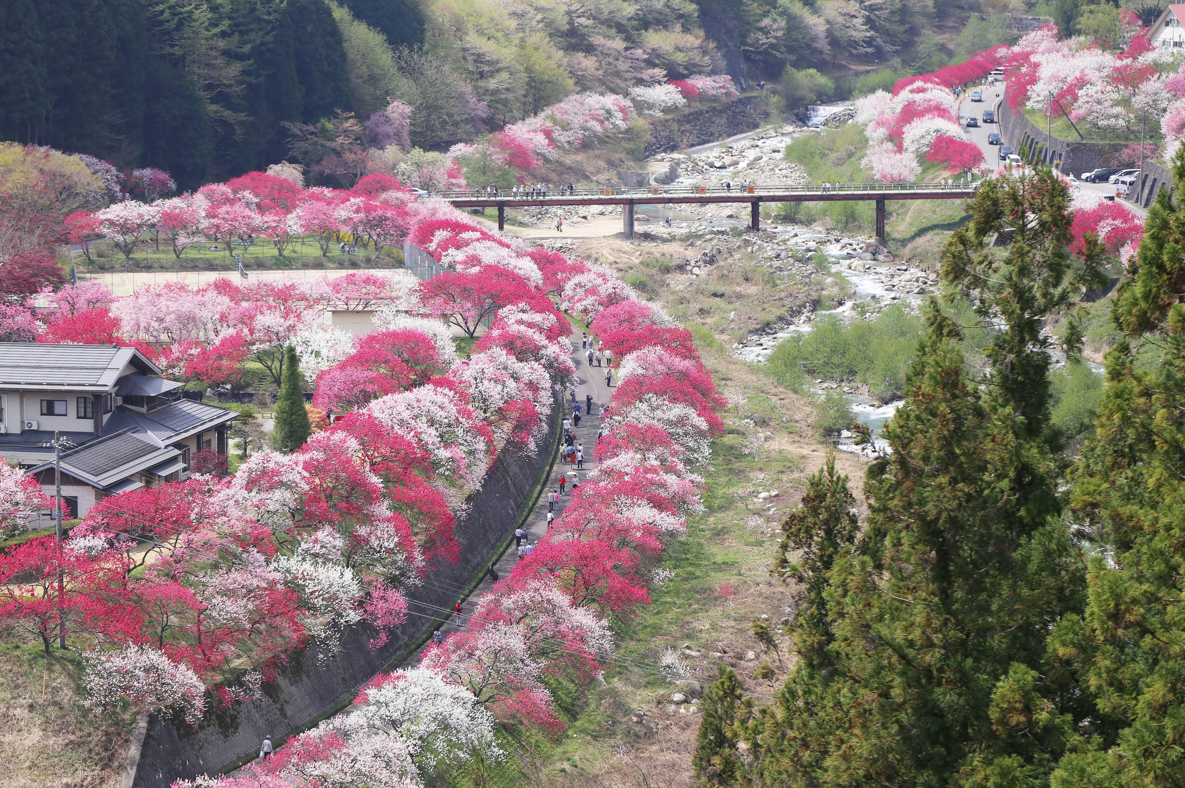 川沿いに咲くピンクの花が続く桃色の小道の景色