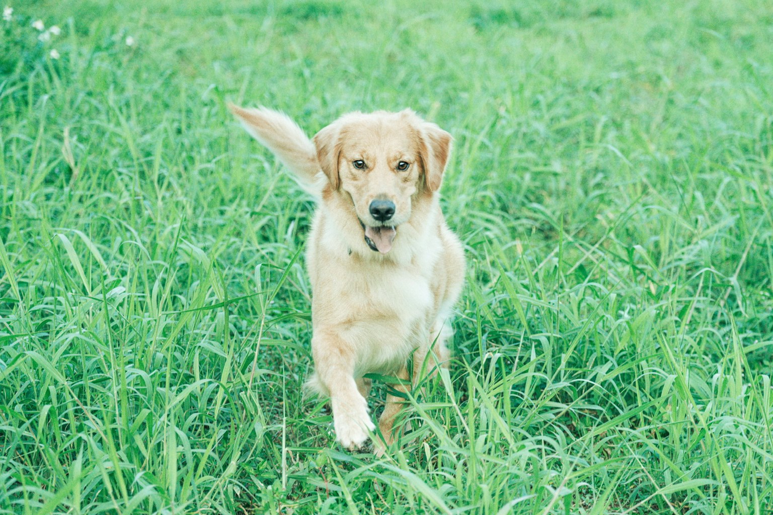 在绿色田野中奔跑的金毛犬