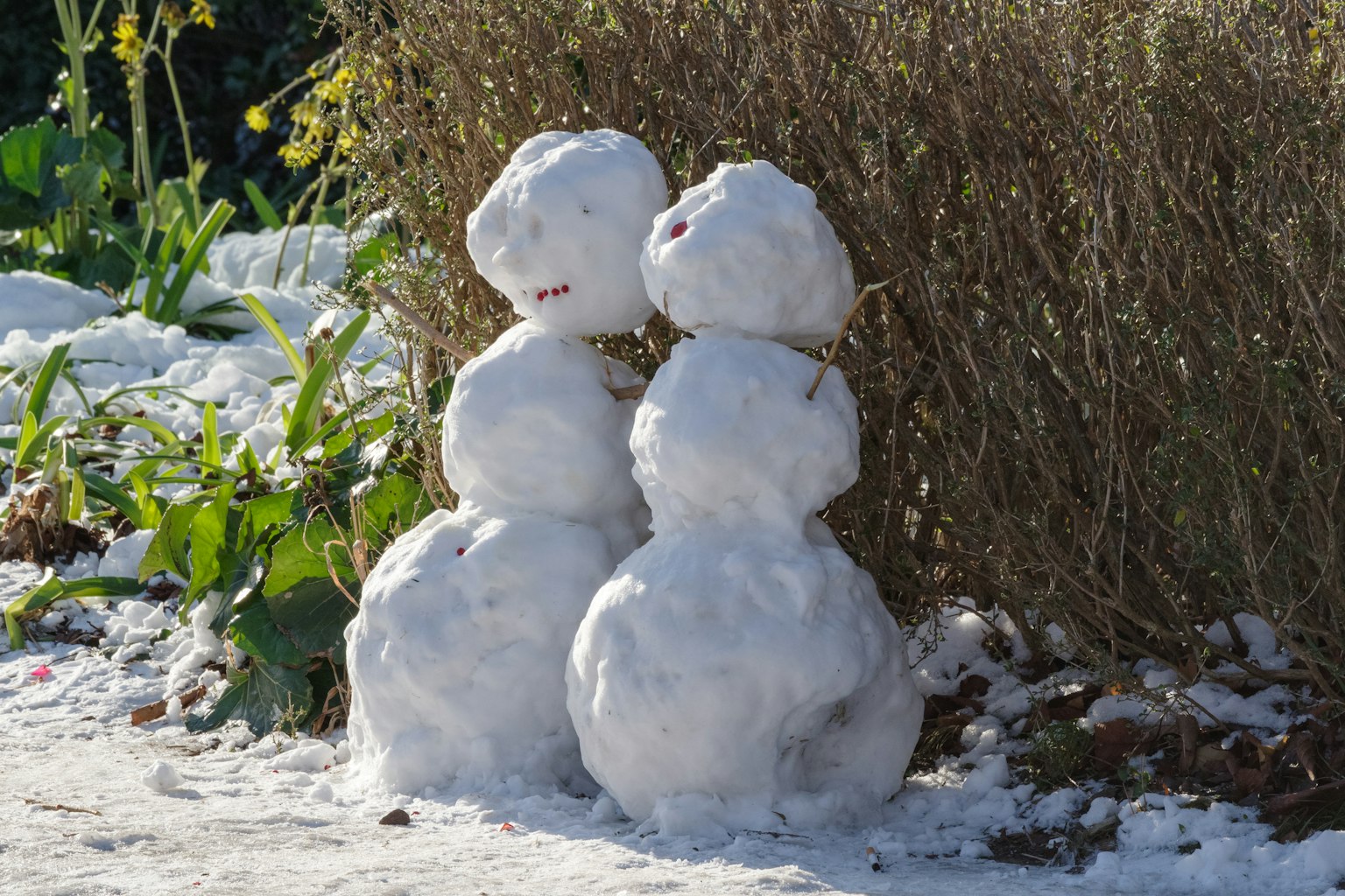 Two snowmen standing next to a bush with sunlight