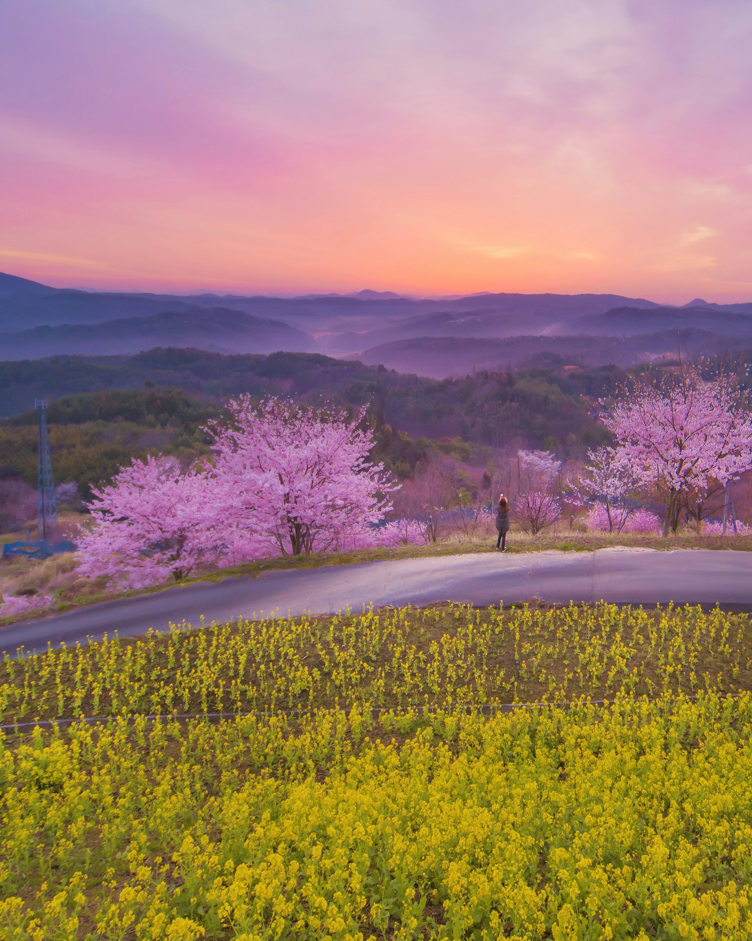 Vue pittoresque de cerisiers en fleurs et de fleurs de colza jaunes au coucher du soleil
