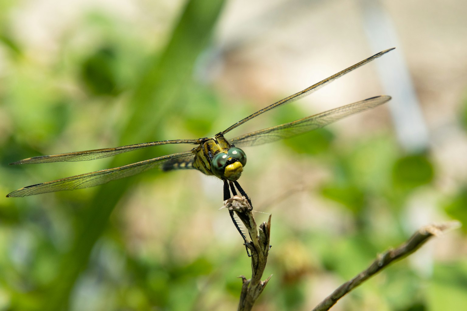 Primo piano di una libellula posata su un rametto su sfondo verde