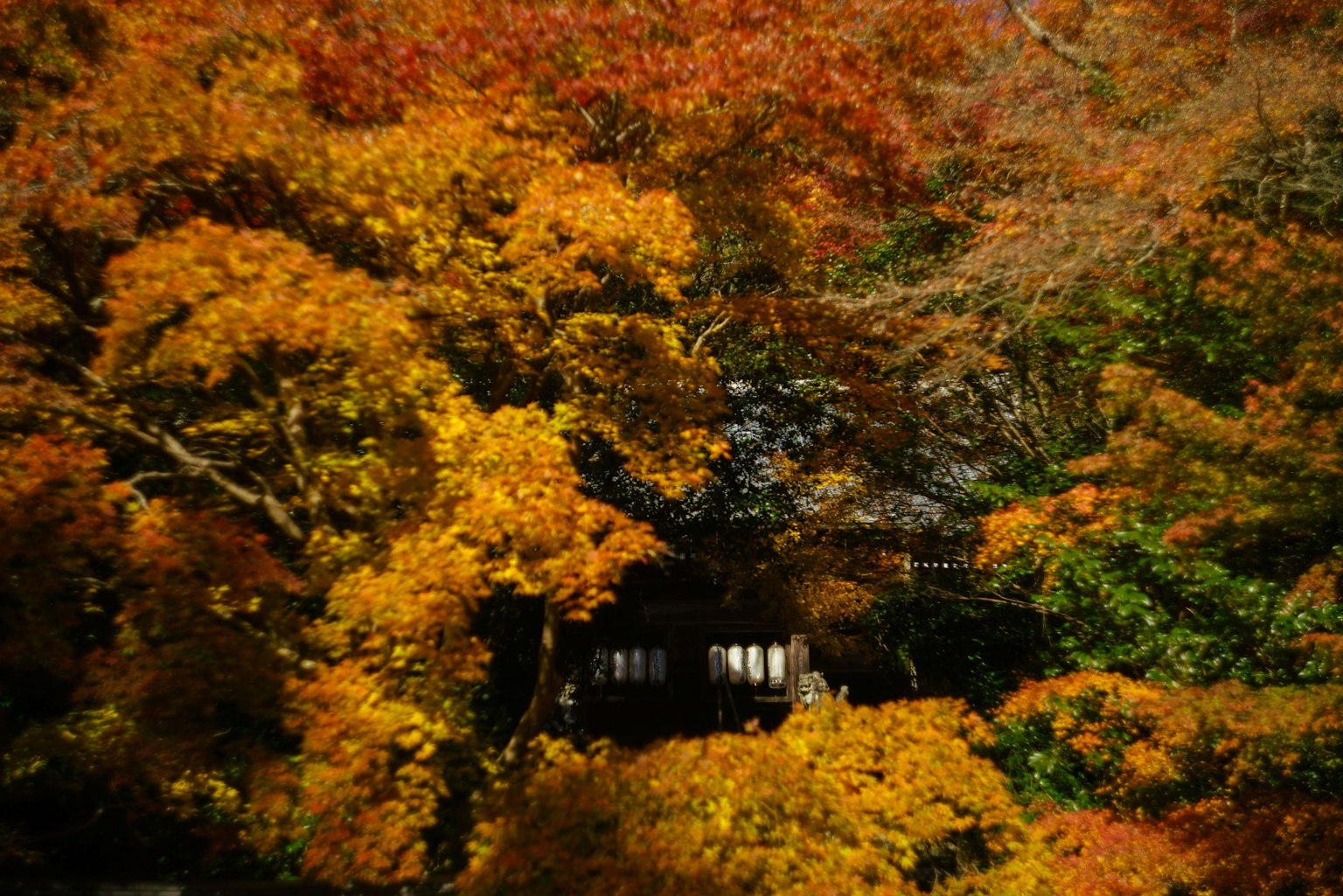 A serene scene surrounded by autumn foliage with vibrant orange and yellow leaves
