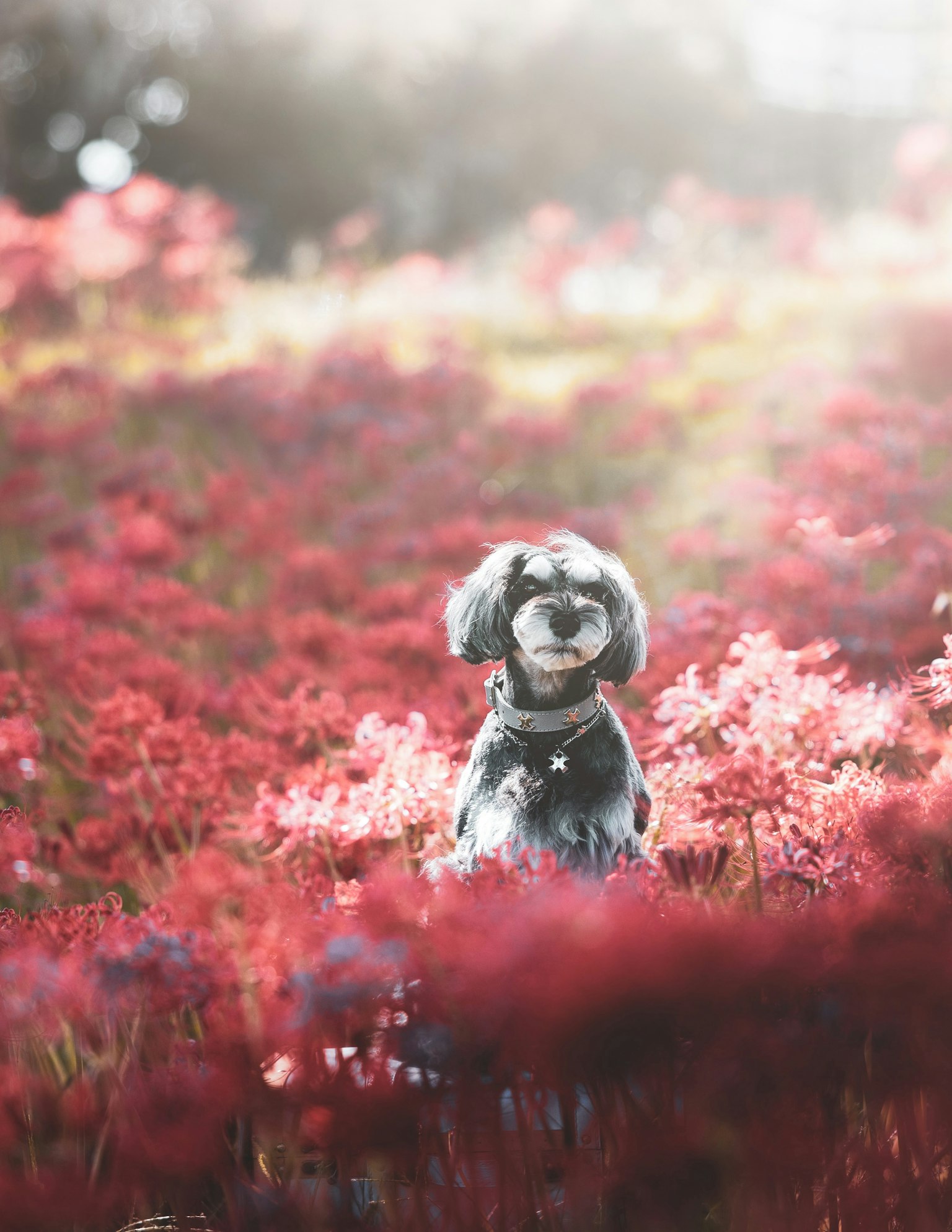 Anjing yang duduk di ladang bunga merah
