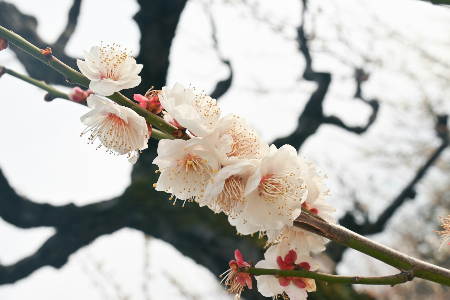 Gros plan de fleurs de prunier blanches sur une branche