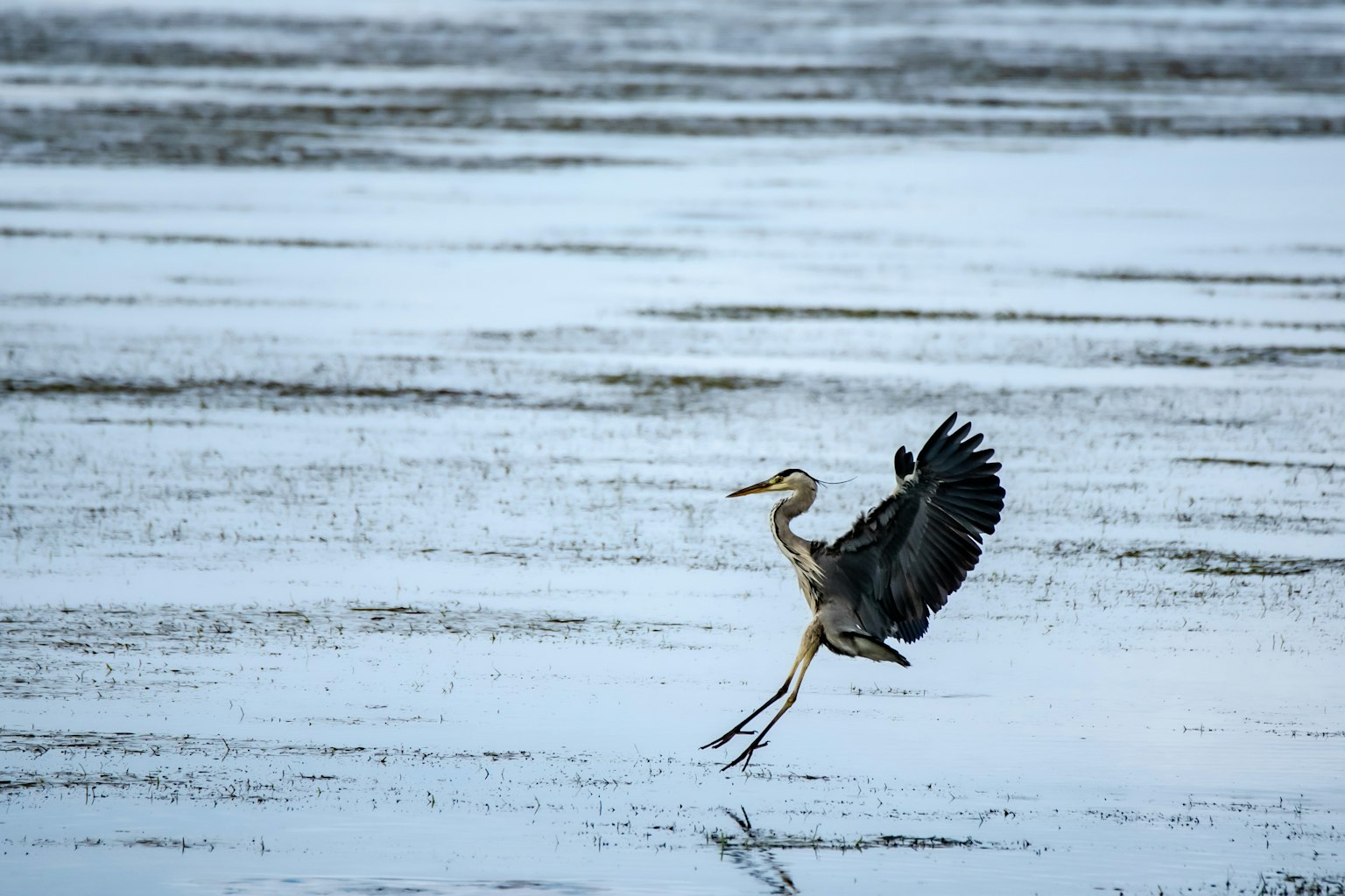 Seekor burung bangau melompat di lahan basah