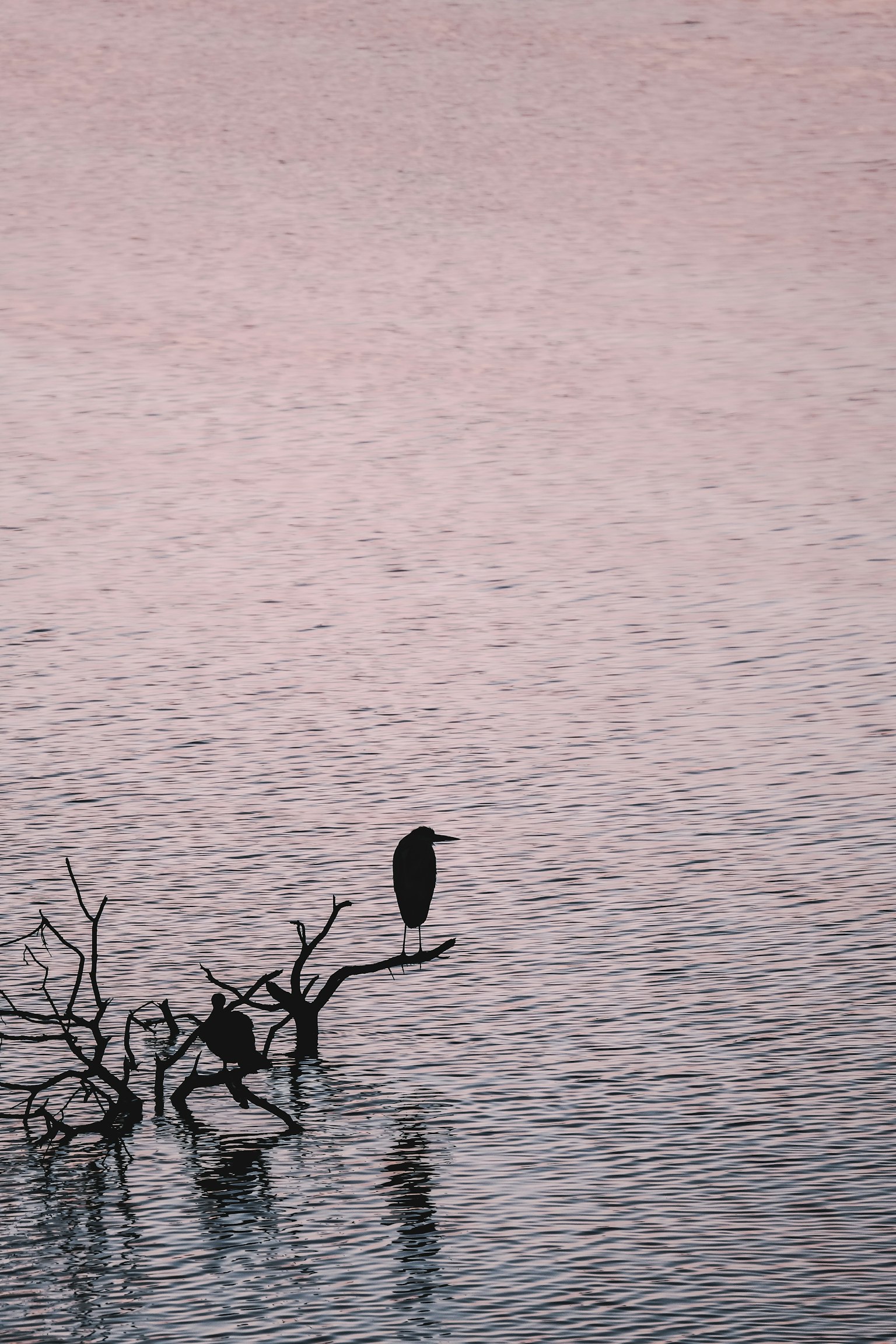 Silhouette d'un oiseau sur une branche d'arbre morte au-dessus de l'eau