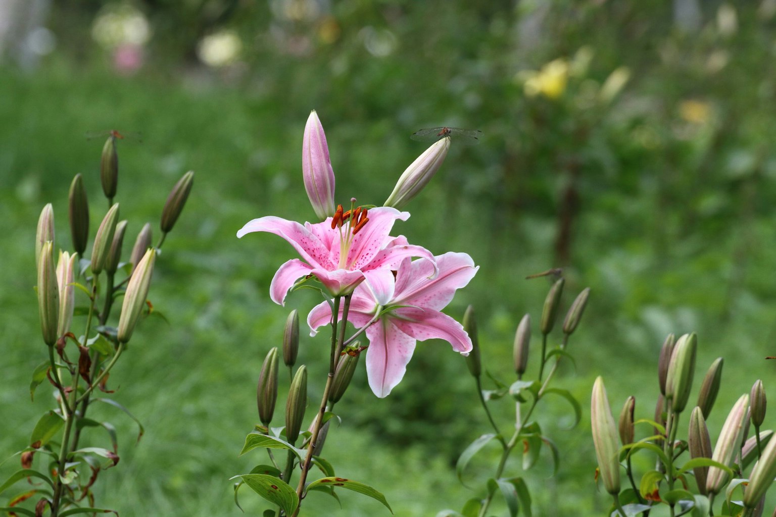 A beautiful scene featuring a pink lily flower with buds