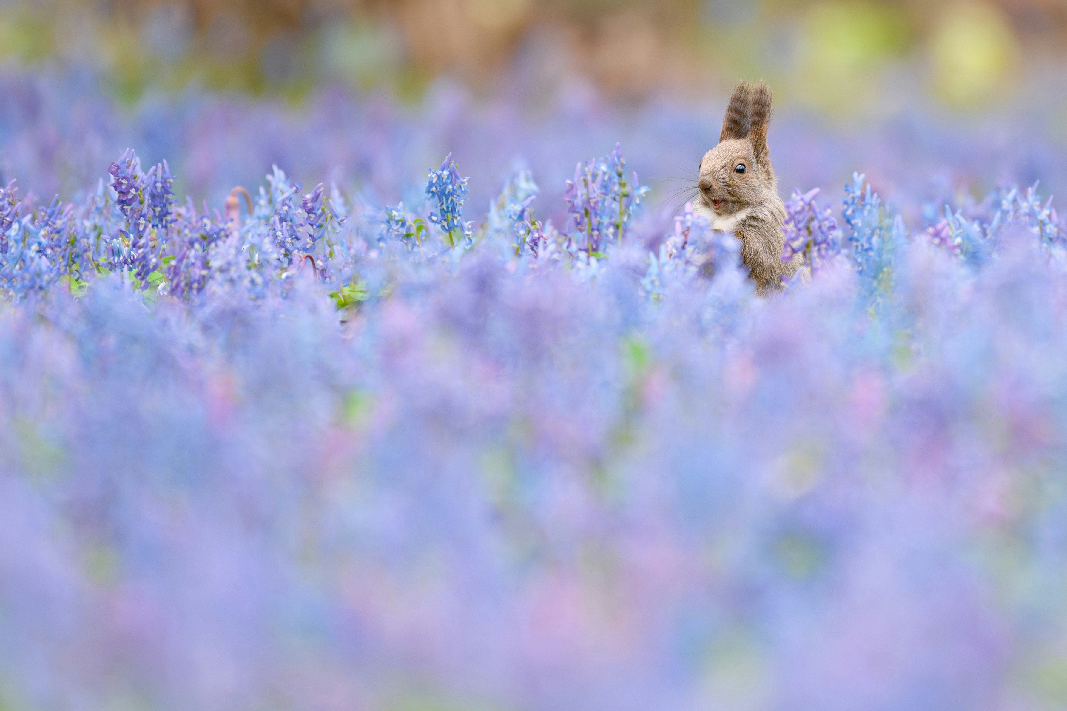 紫の花畑で見上げるエゾリス