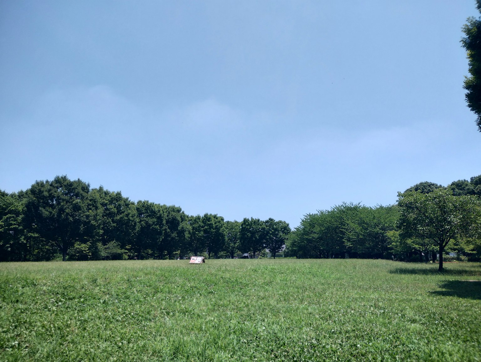 Pemandangan taman dengan langit biru dan rumput hijau