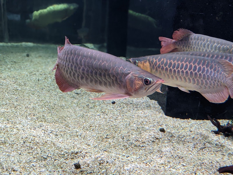 水族箱沙地上相對的兩條魚