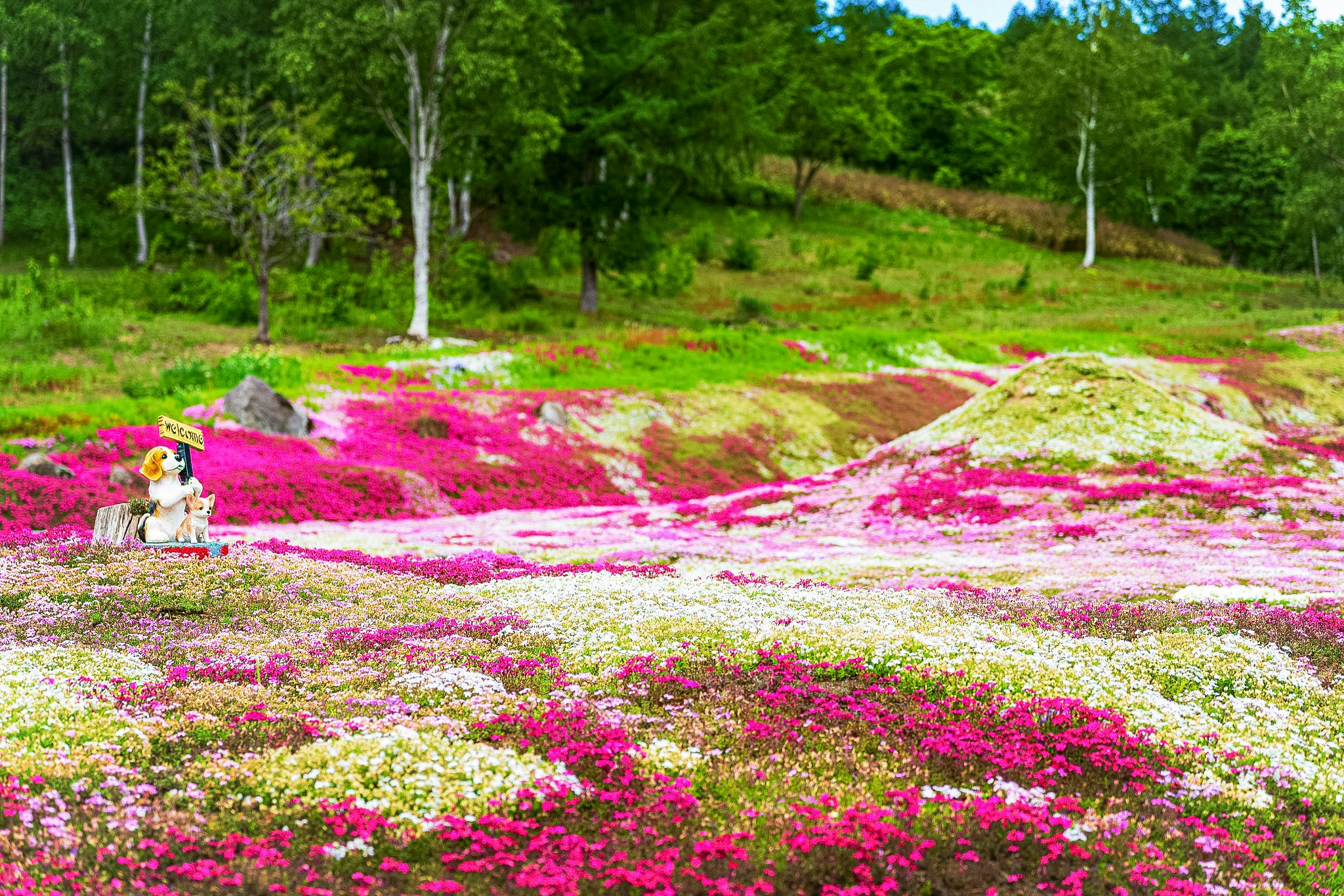 色とりどりの花畑と緑の森の風景