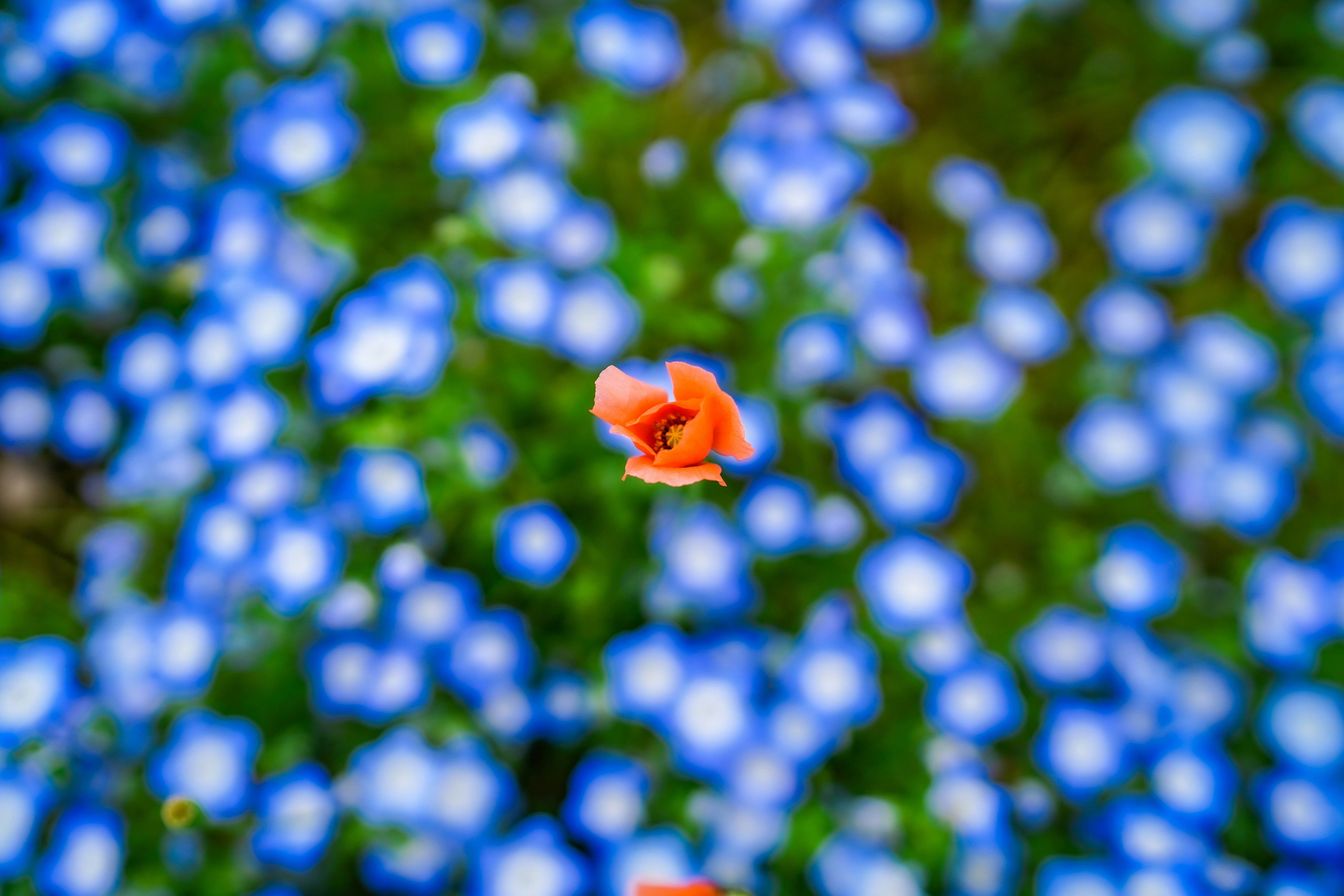 une fleur orange unique dans un champ de fleurs bleues