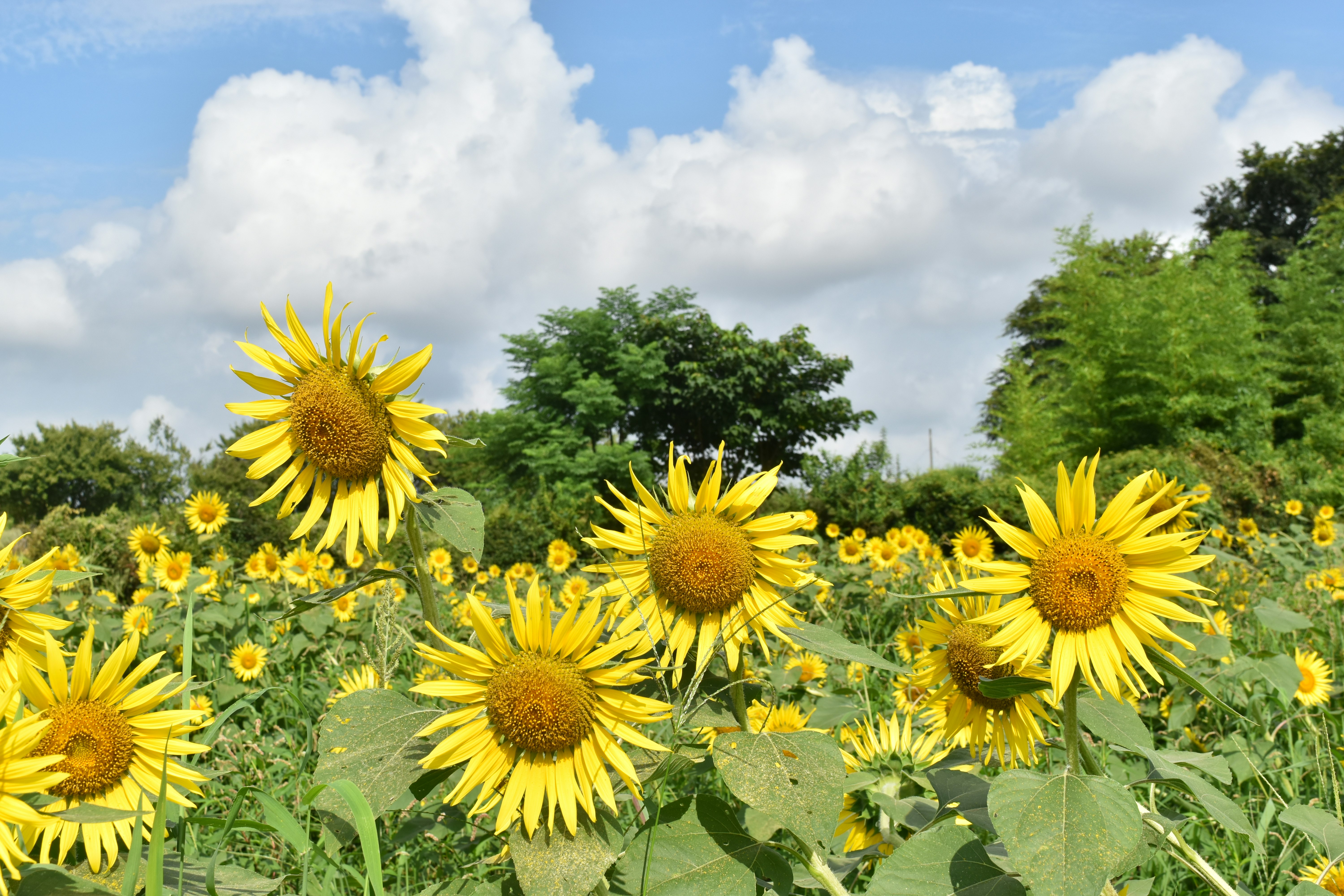 Champs de tournesols sous un ciel bleu avec des nuages duveteux