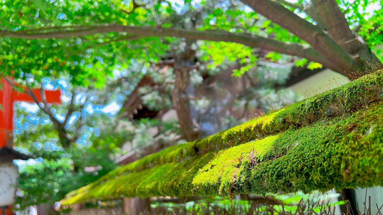 Muschio verde lussureggiante su un ramo di legno con foglie verdi vivaci