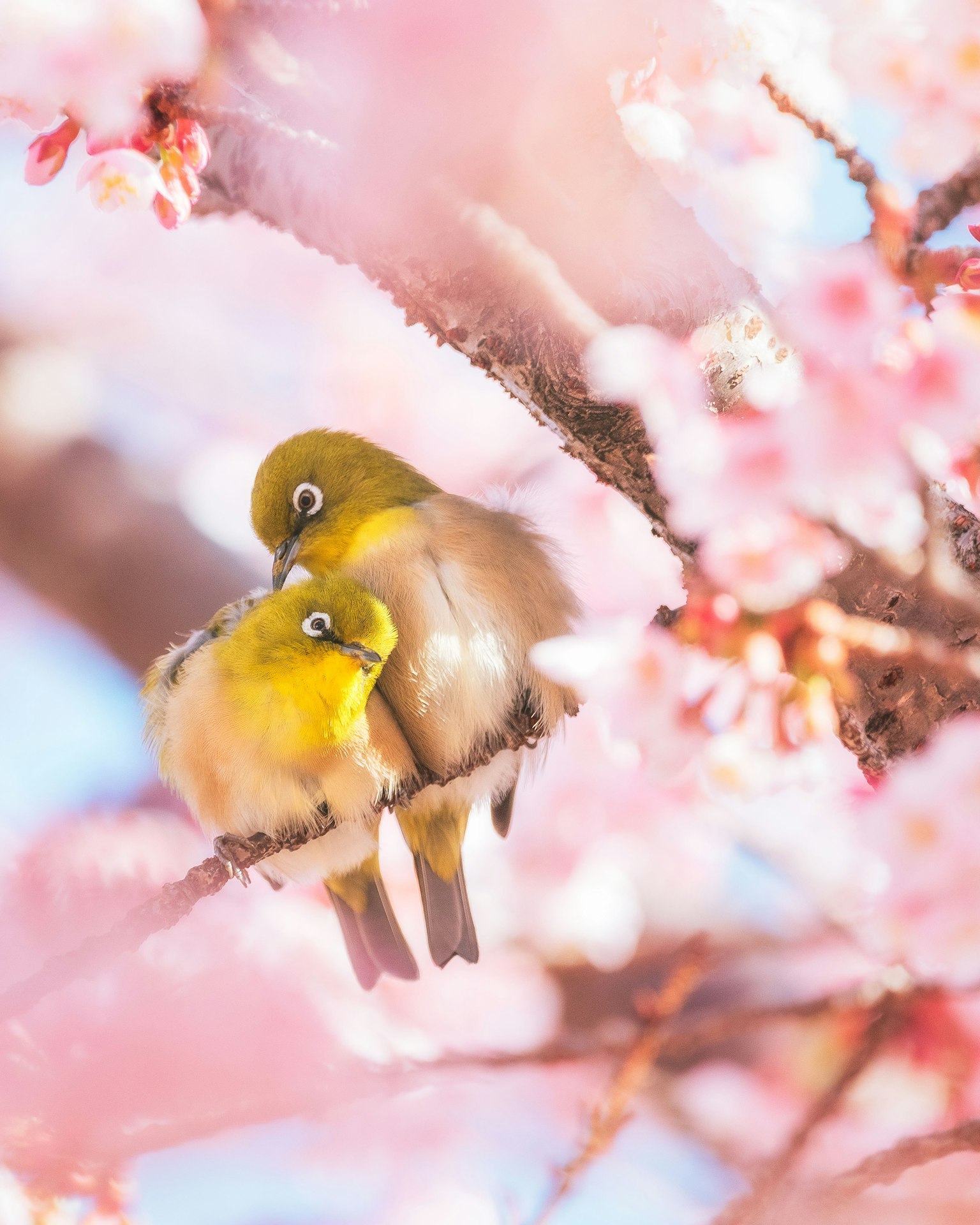 Deux oiseaux yeux blancs japonais perchés côte à côte sur une branche de cerisier en fleurs