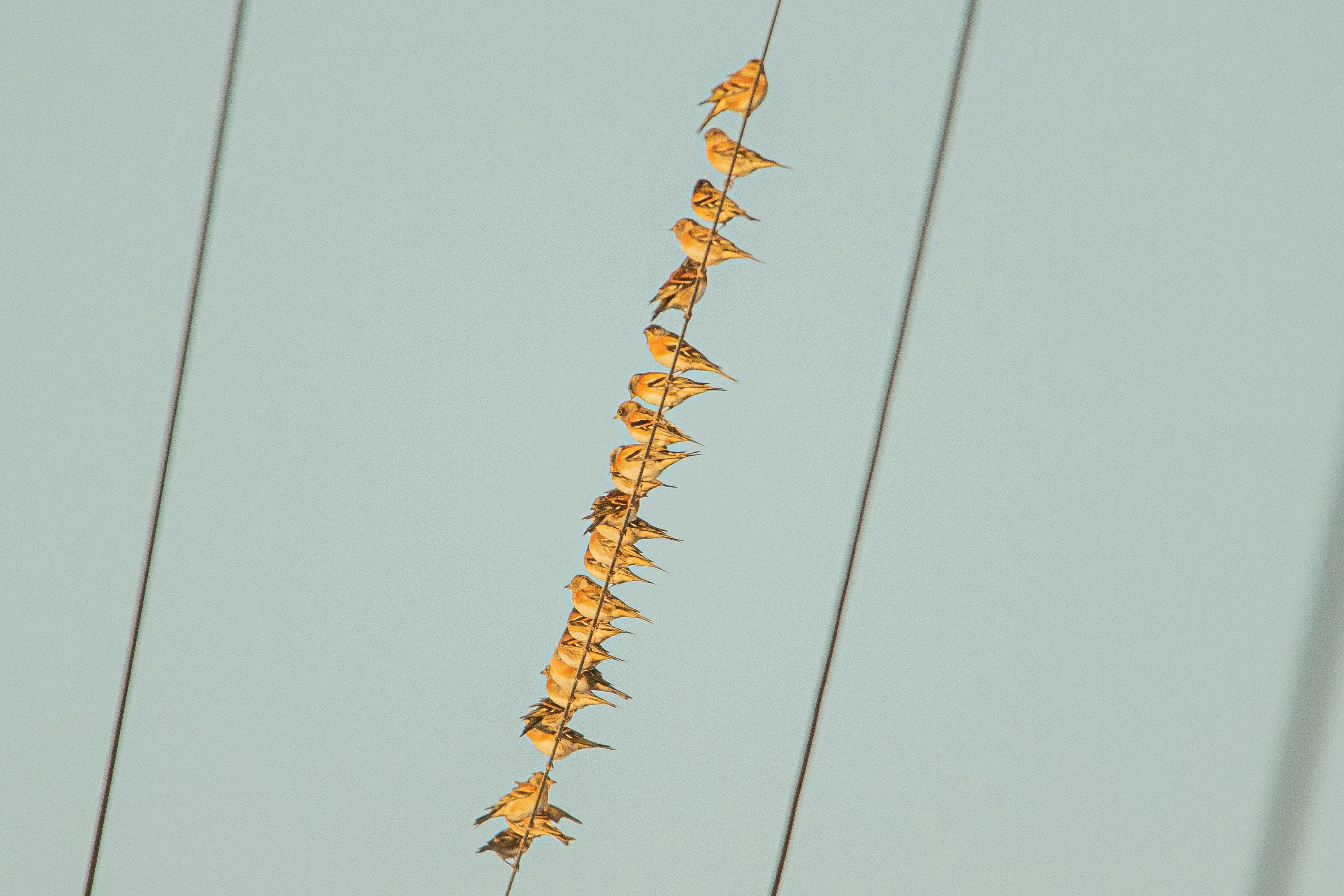 青空に伸びるオレンジの花のつる