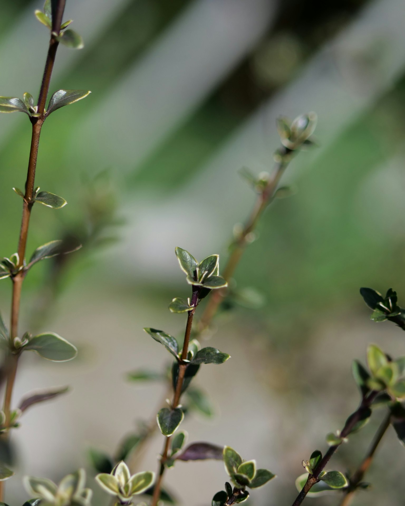 Close-up dari tanaman dengan daun kecil di latar belakang hijau