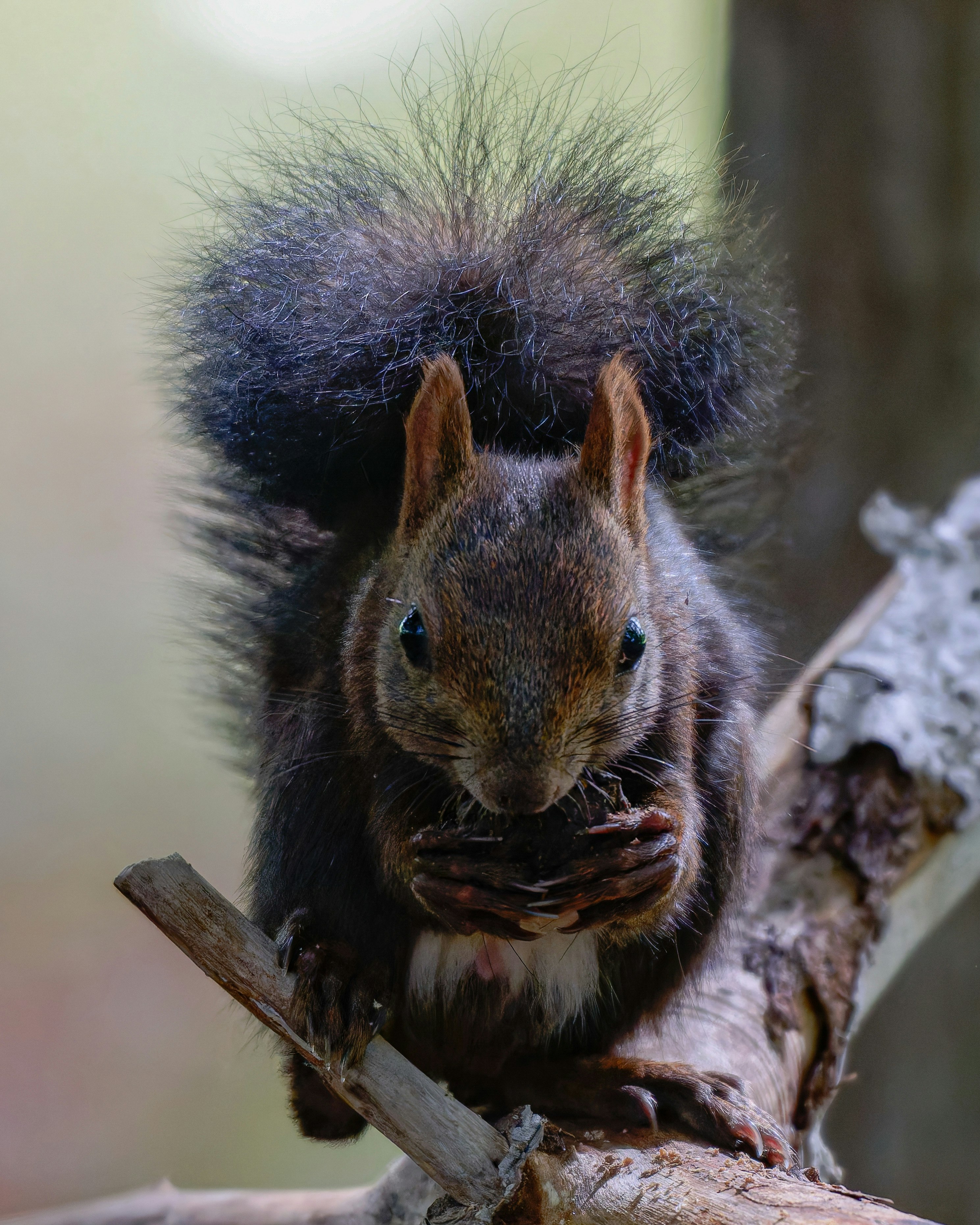 Nahaufnahme von Fell und Vorderpfoten eines Ezo-Squirrels
