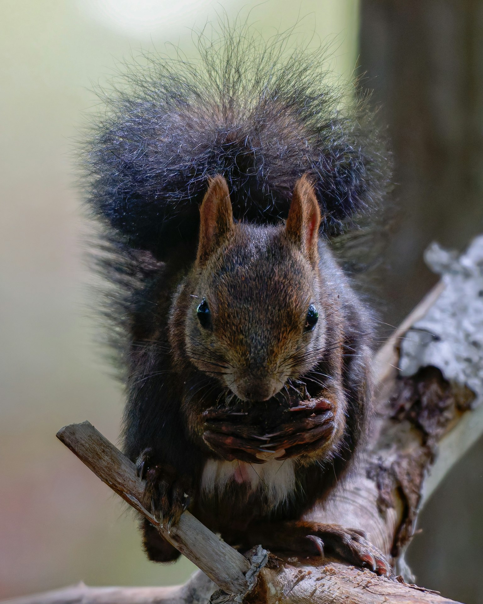Close-up of a squirrel on a branch featuring a fluffy tail and large eyes