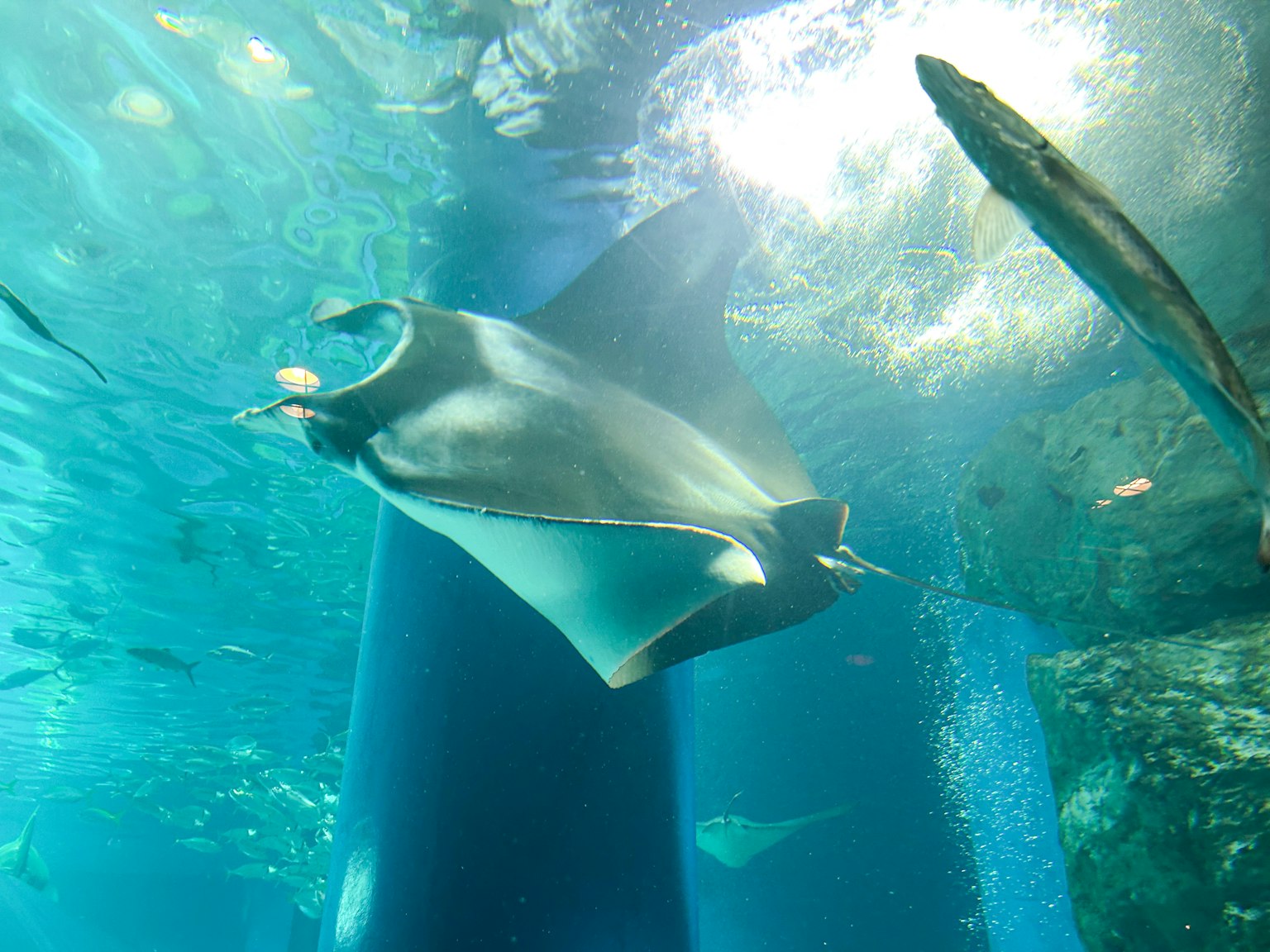 Manta ray swimming in clear blue water