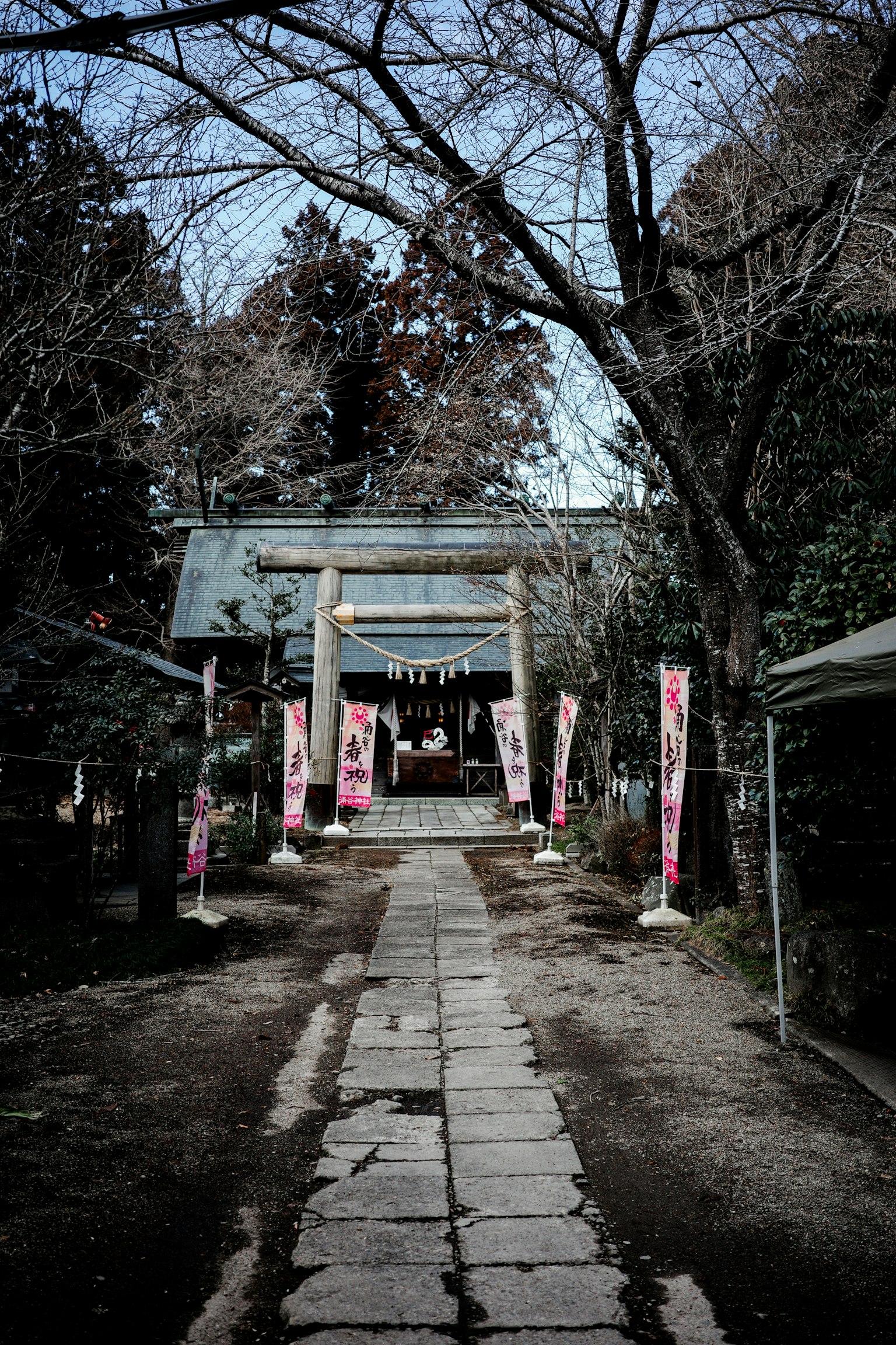 Stone pathway leading to a quiet shrine with cherry trees
