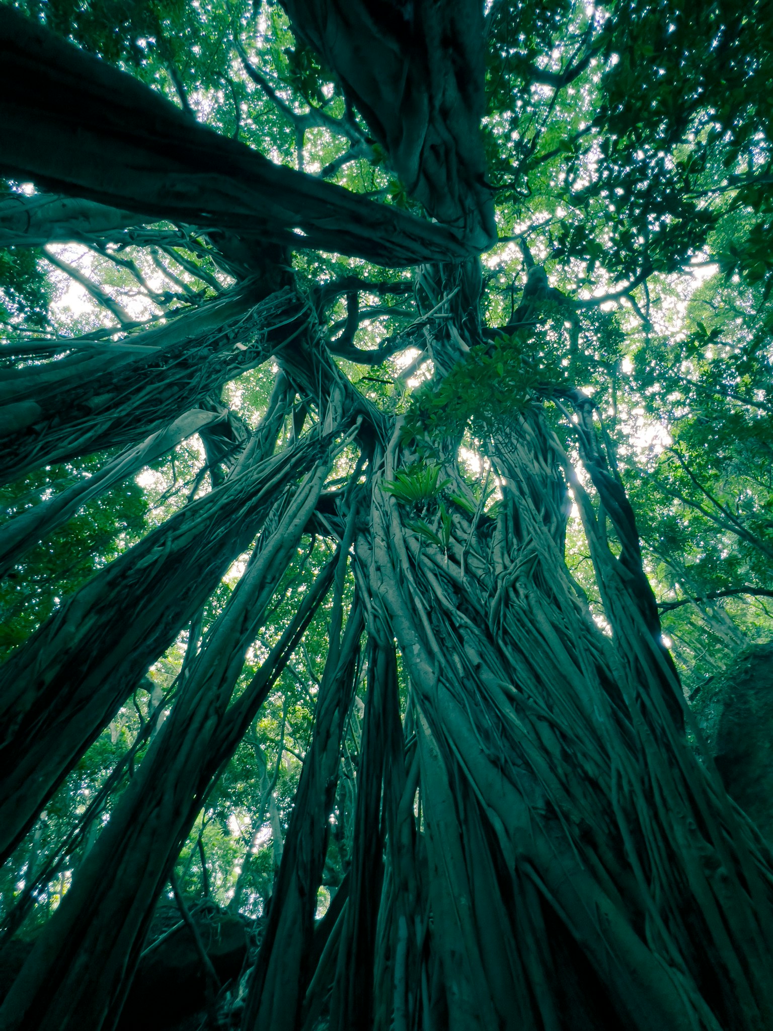 View looking up through dense greenery and slender branches