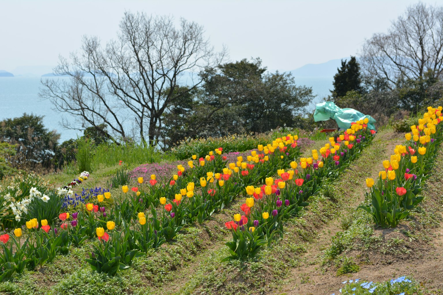 Una vista collinare con tulipani vibranti di vari colori