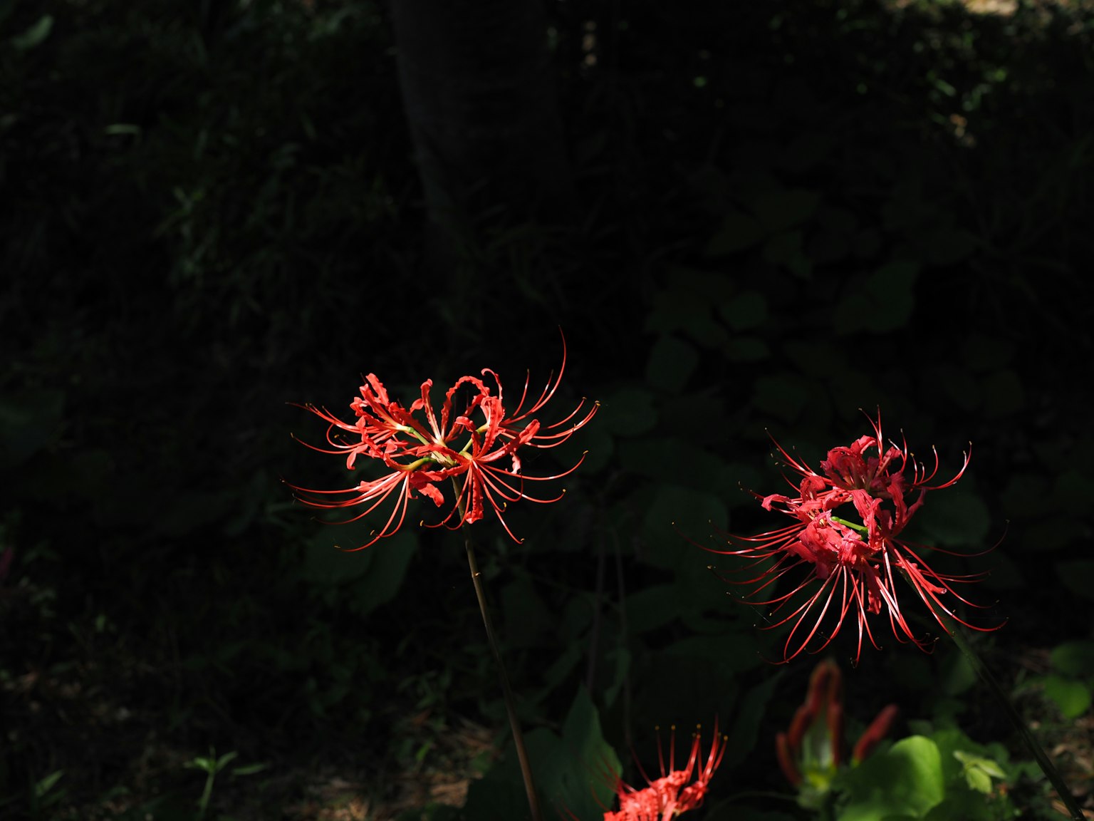 Close-up of vibrant red flowers against a dark background