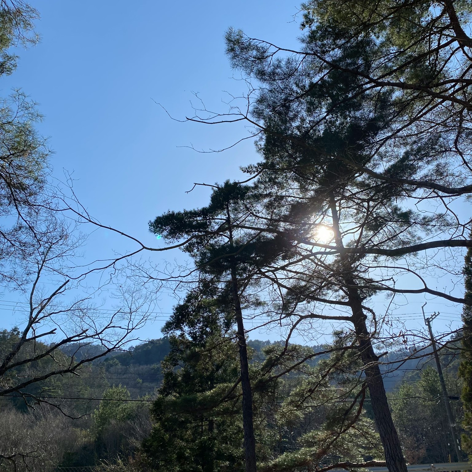푸른 하늘 아래 나무들과 배경의 산
