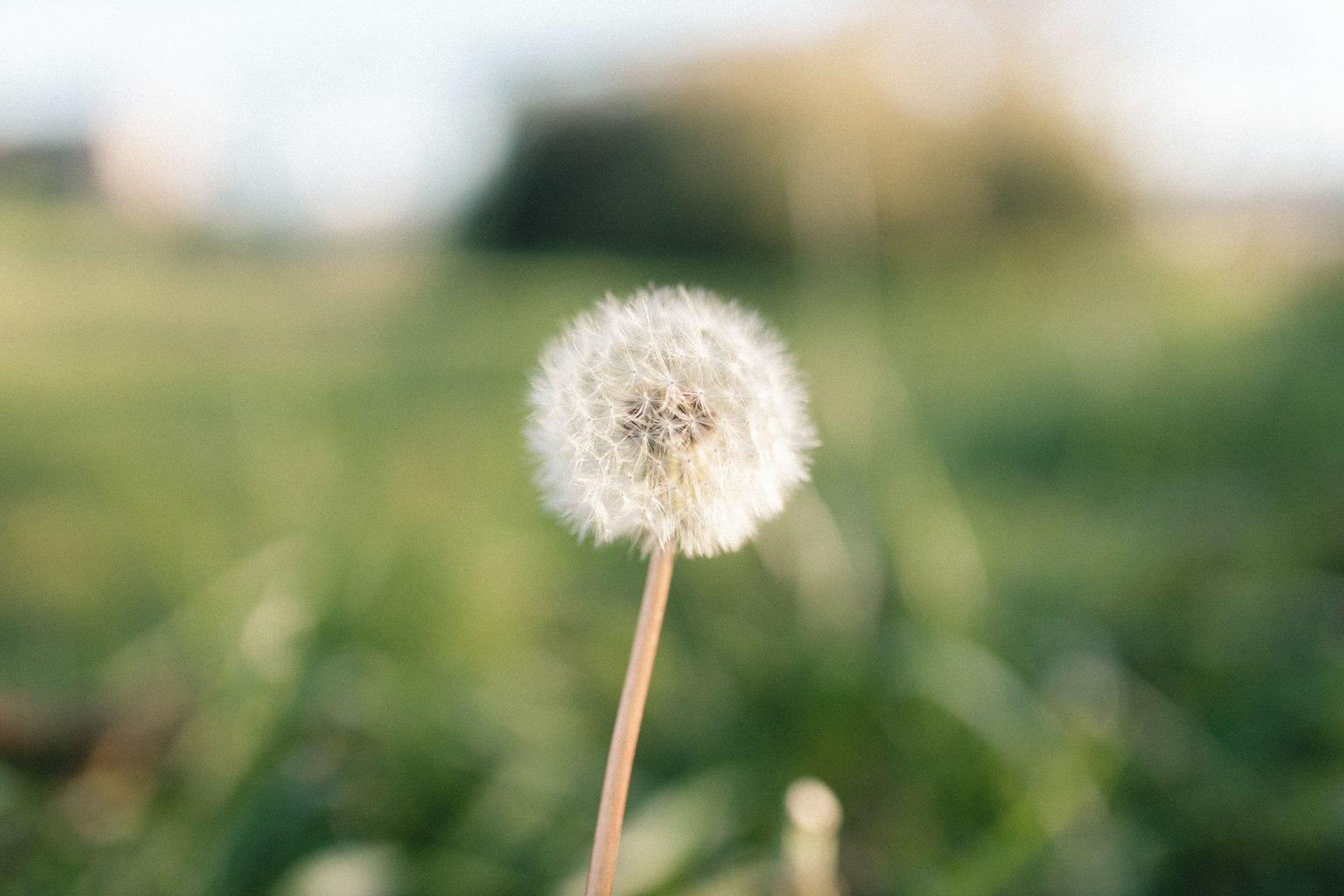 Un diente de león blanco contra un fondo verde