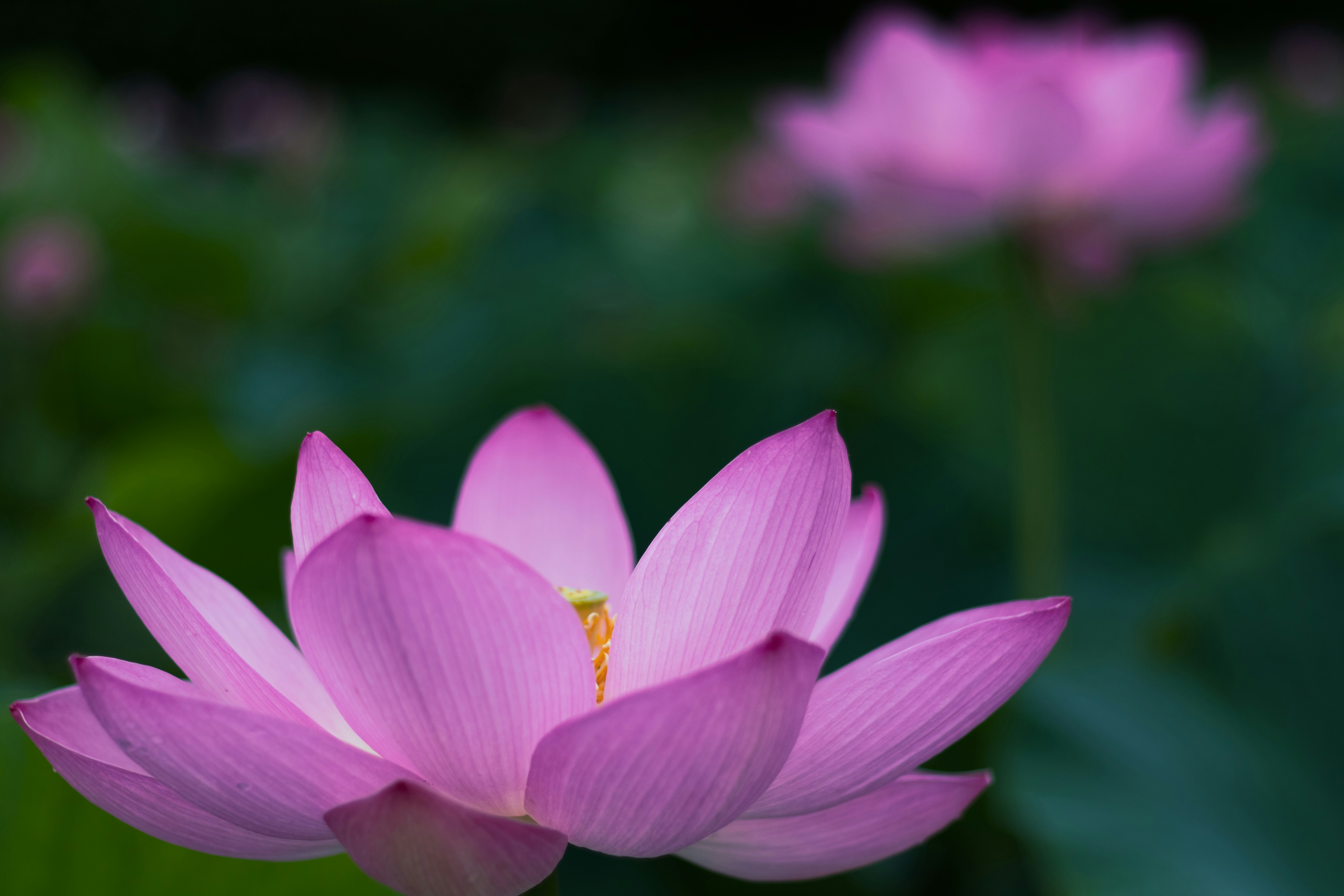 ピンクの蓮の花のクローズアップ