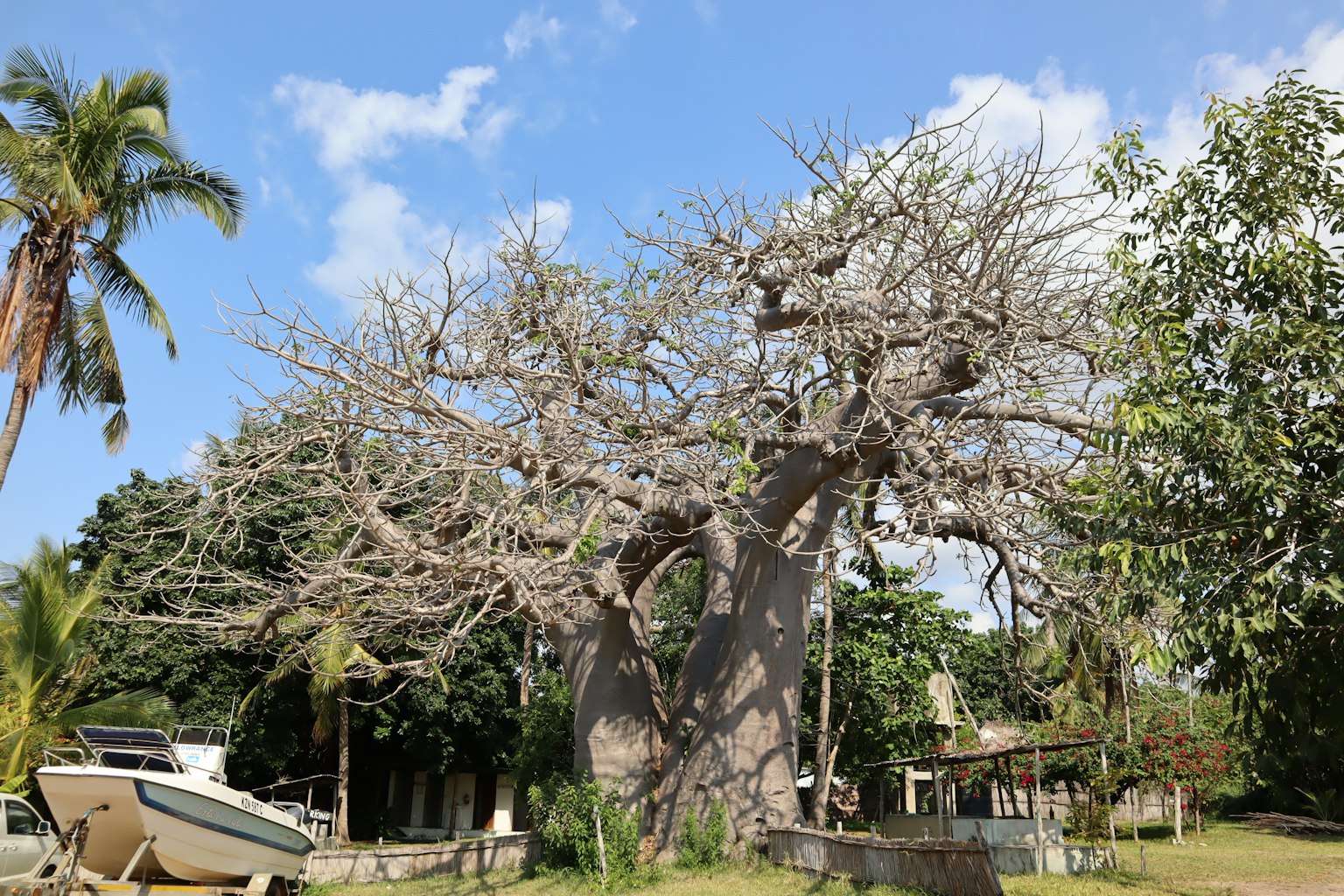 Großer trockener Baum mit umliegenden grünen Pflanzen und einem Boot