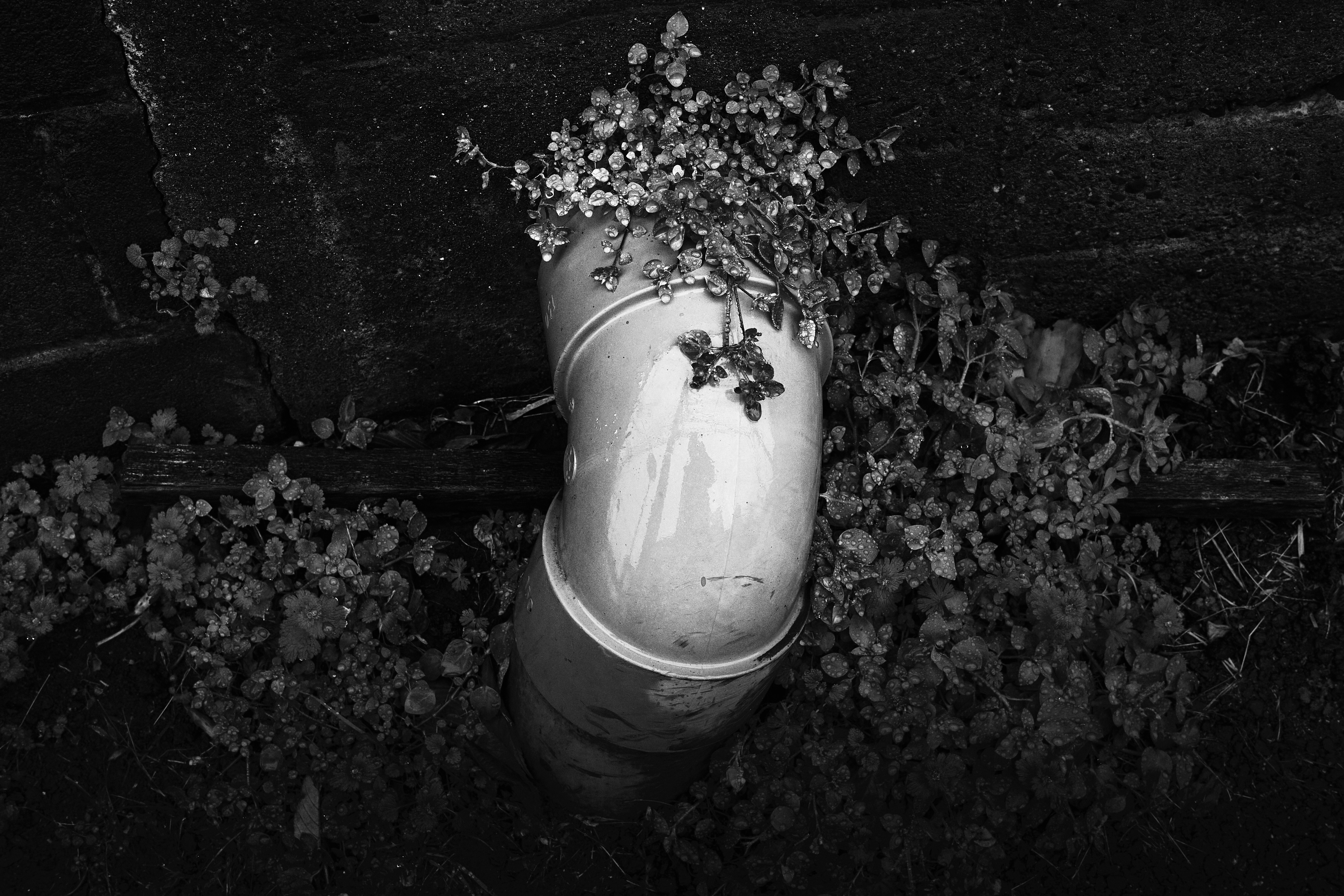 still life of a white vase with a floral crown among dark petals