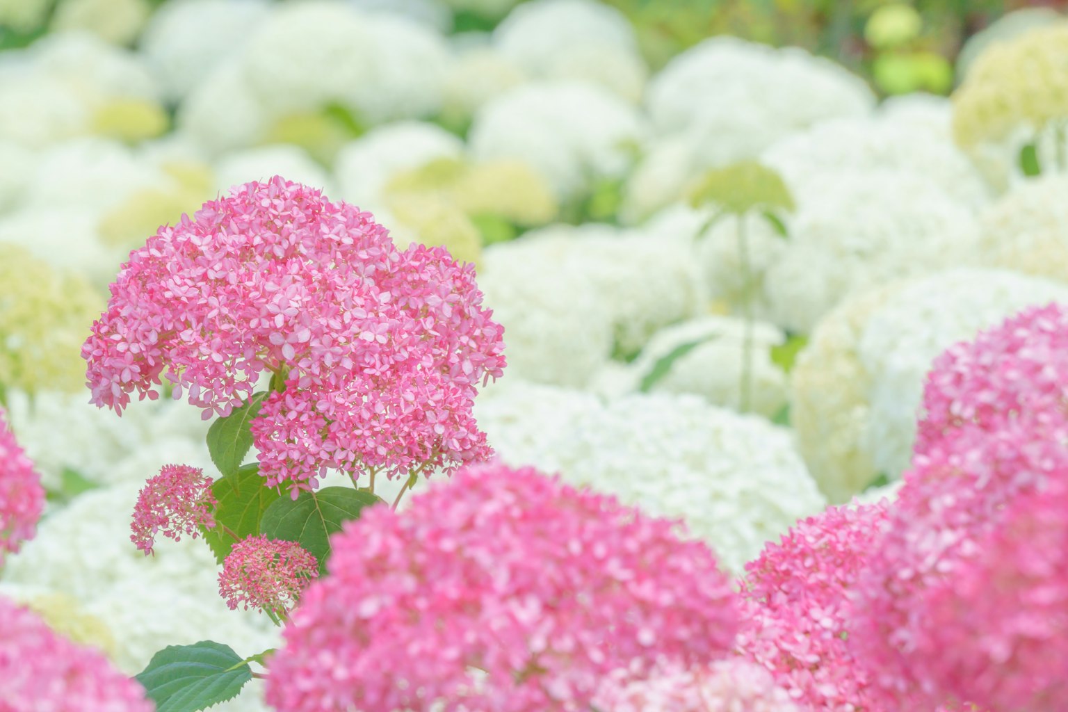 Pemandangan indah dari bunga hydrangea berwarna-warni dengan bunga pink yang mencolok