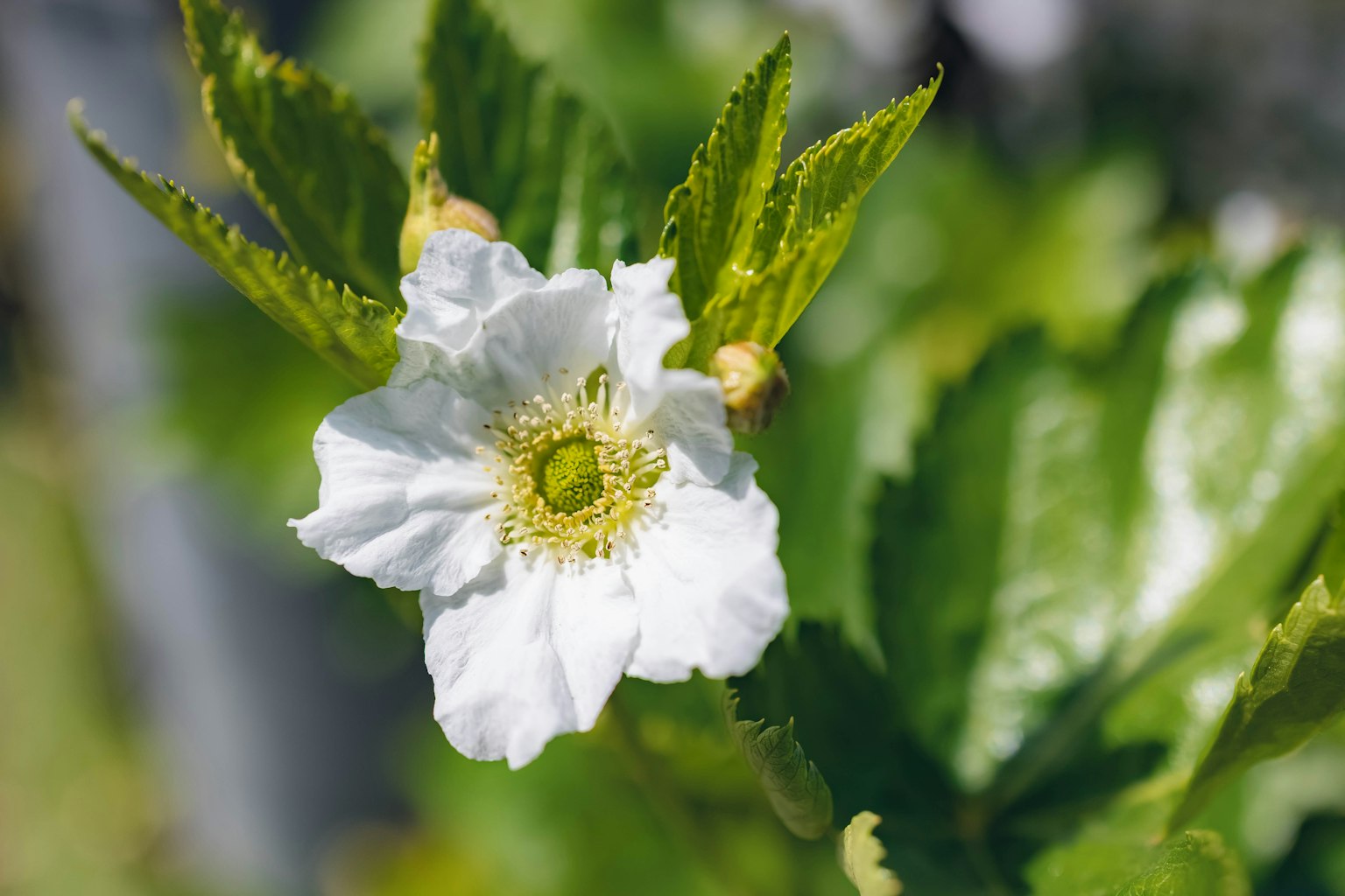 白い花と緑の葉が特徴的な植物のクローズアップ