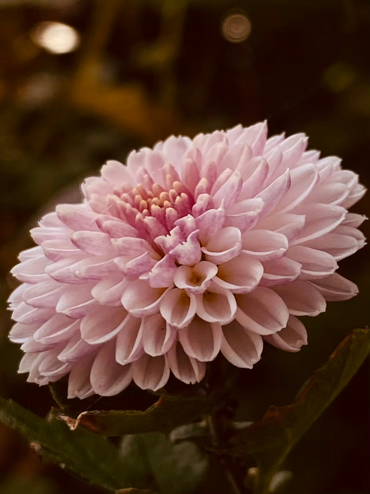 Primo piano di un fiore di dalia con petali rosa chiaro