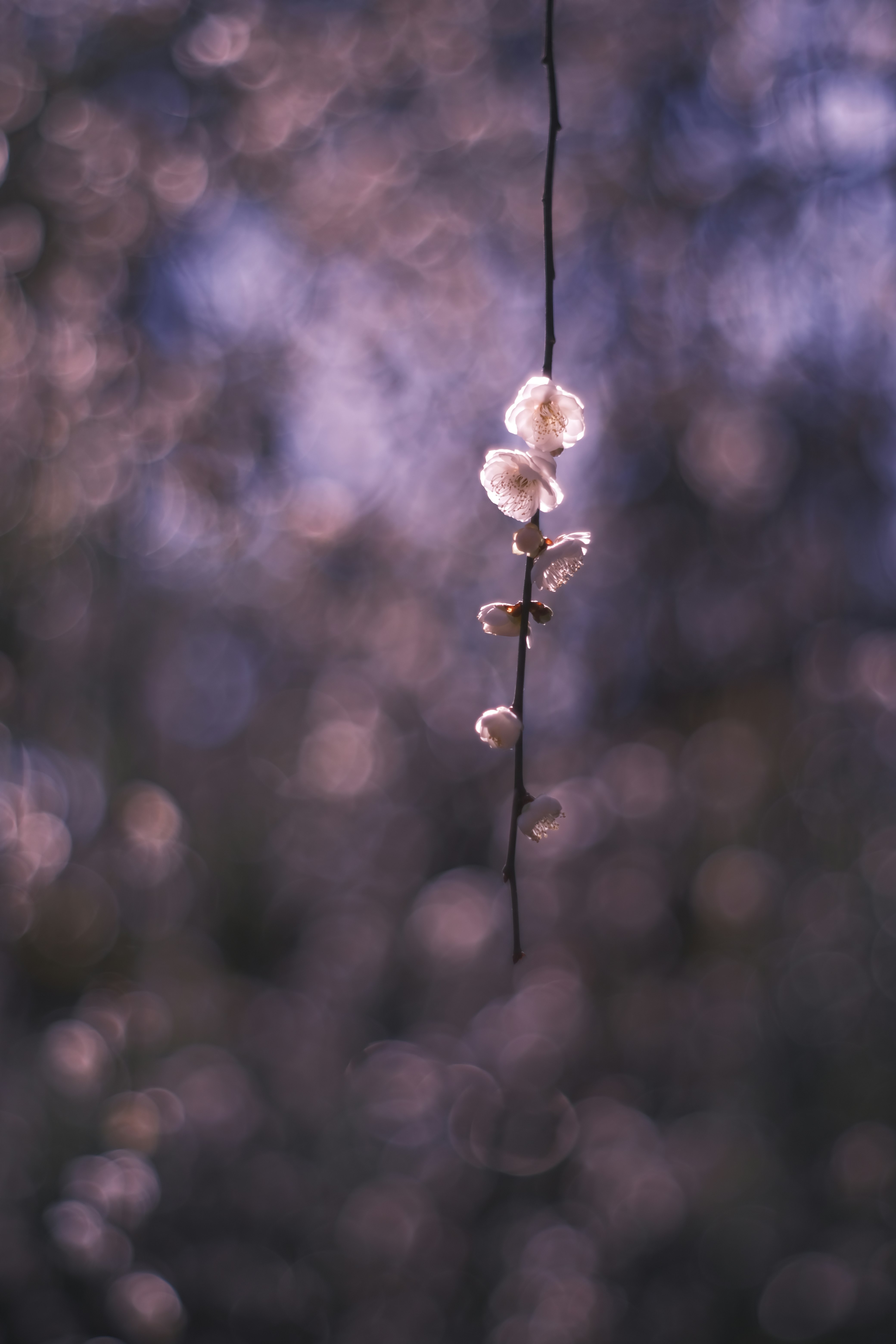 雨粒の中で揺れる細い枝の花