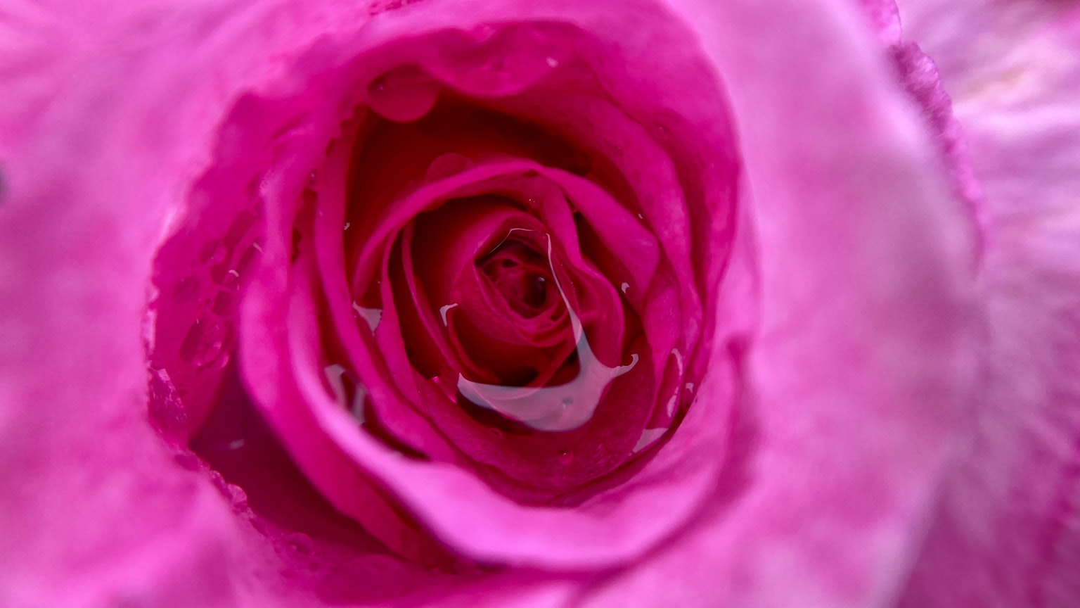 Primo piano di una rosa rosa vivace con gocce d'acqua sui petali