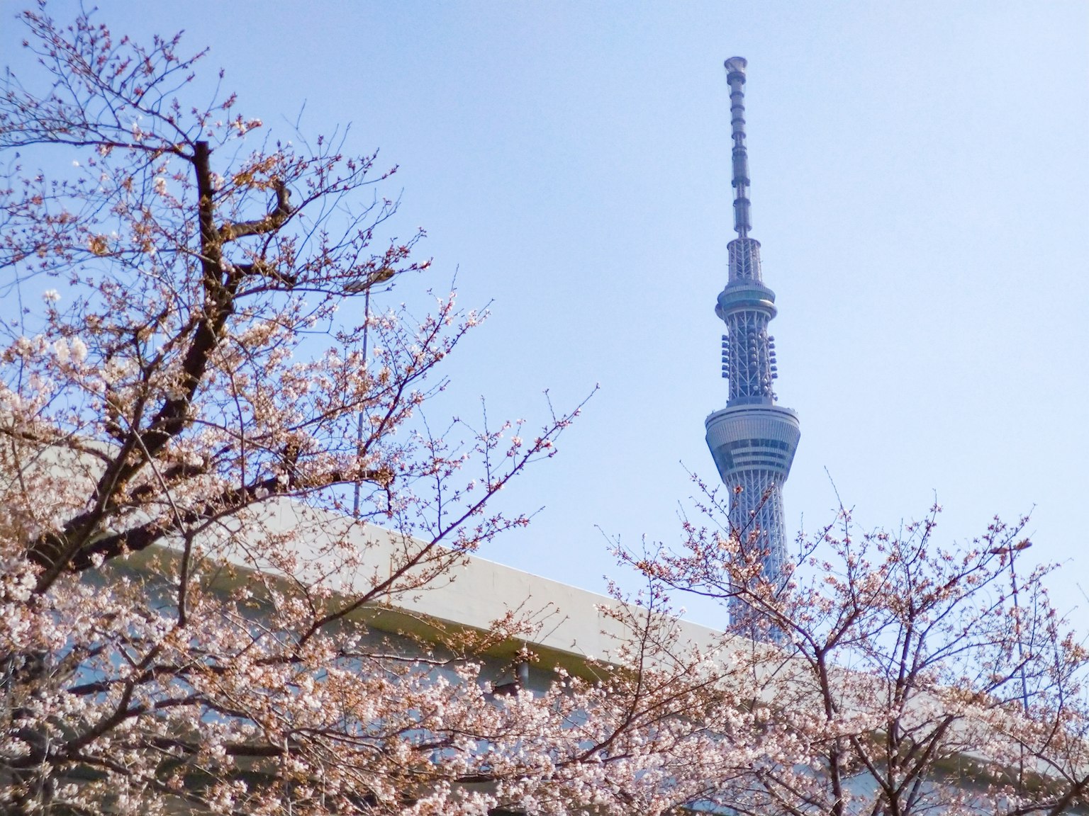 Tokyo Skytree con fiori di ciliegio in primavera