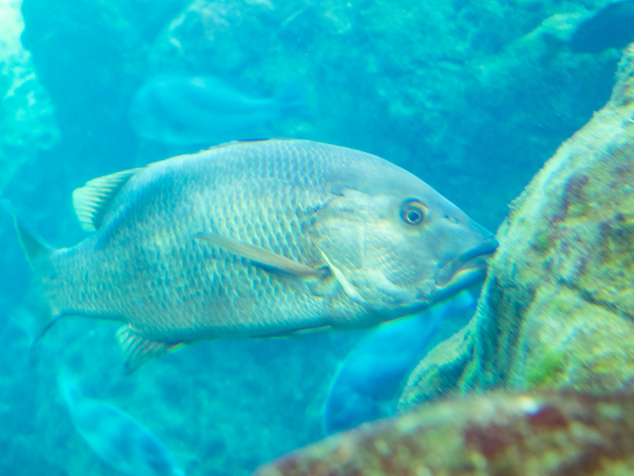 水槽の中で泳ぐ魚