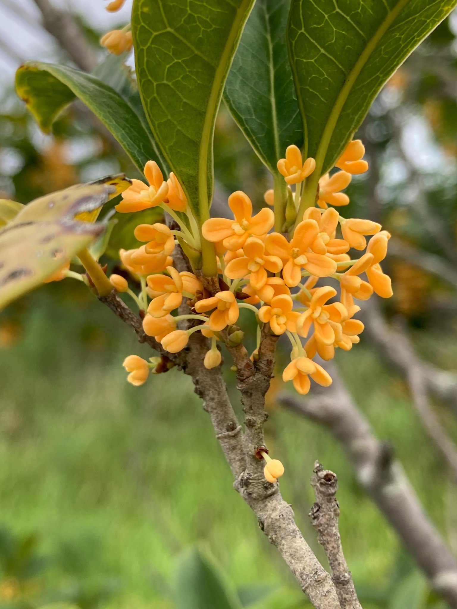 Primo piano di fiori arancioni che sbocciano su un ramo